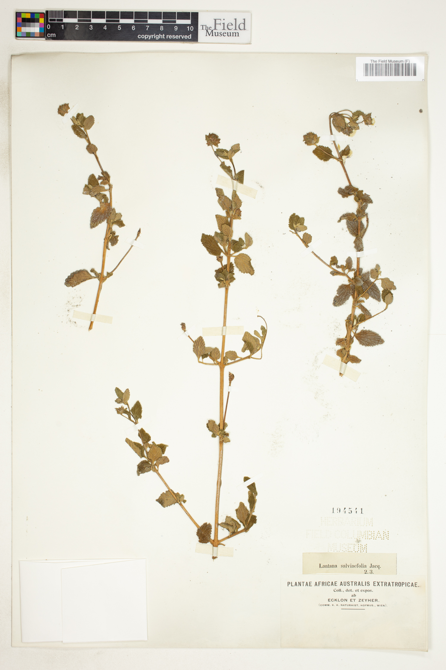 Lantana salvifolia image