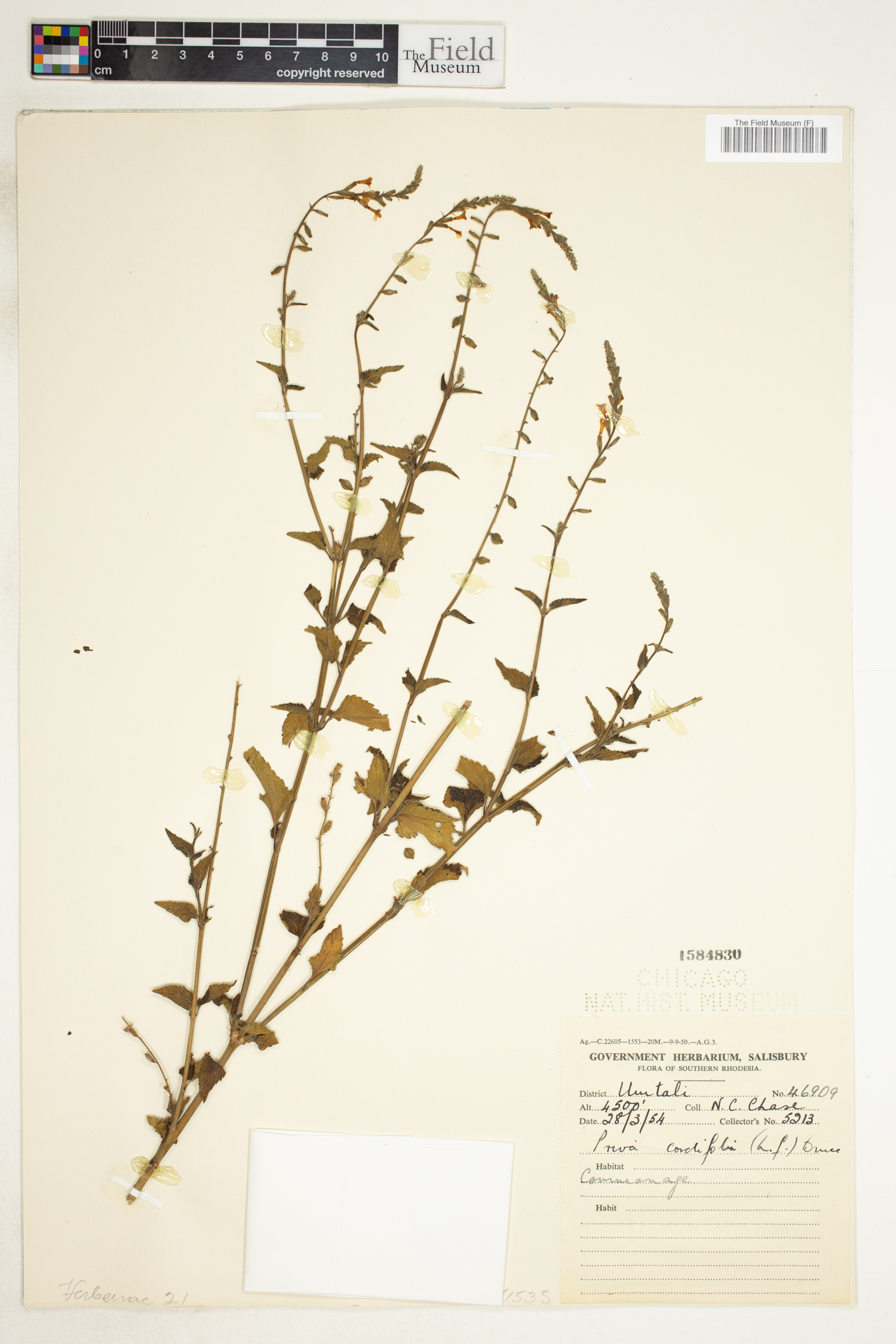Priva cordifolia image