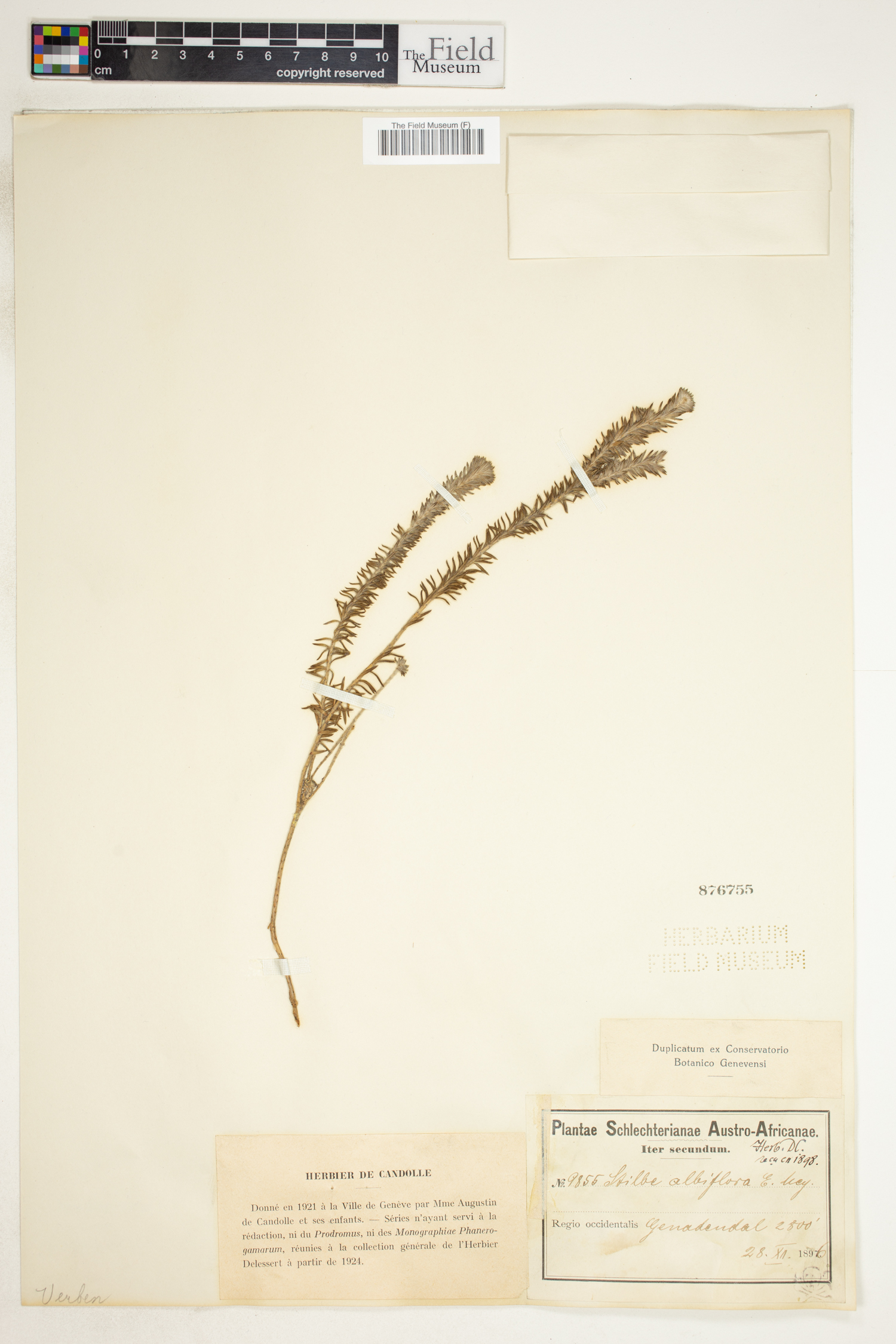 Stilbe albiflora image