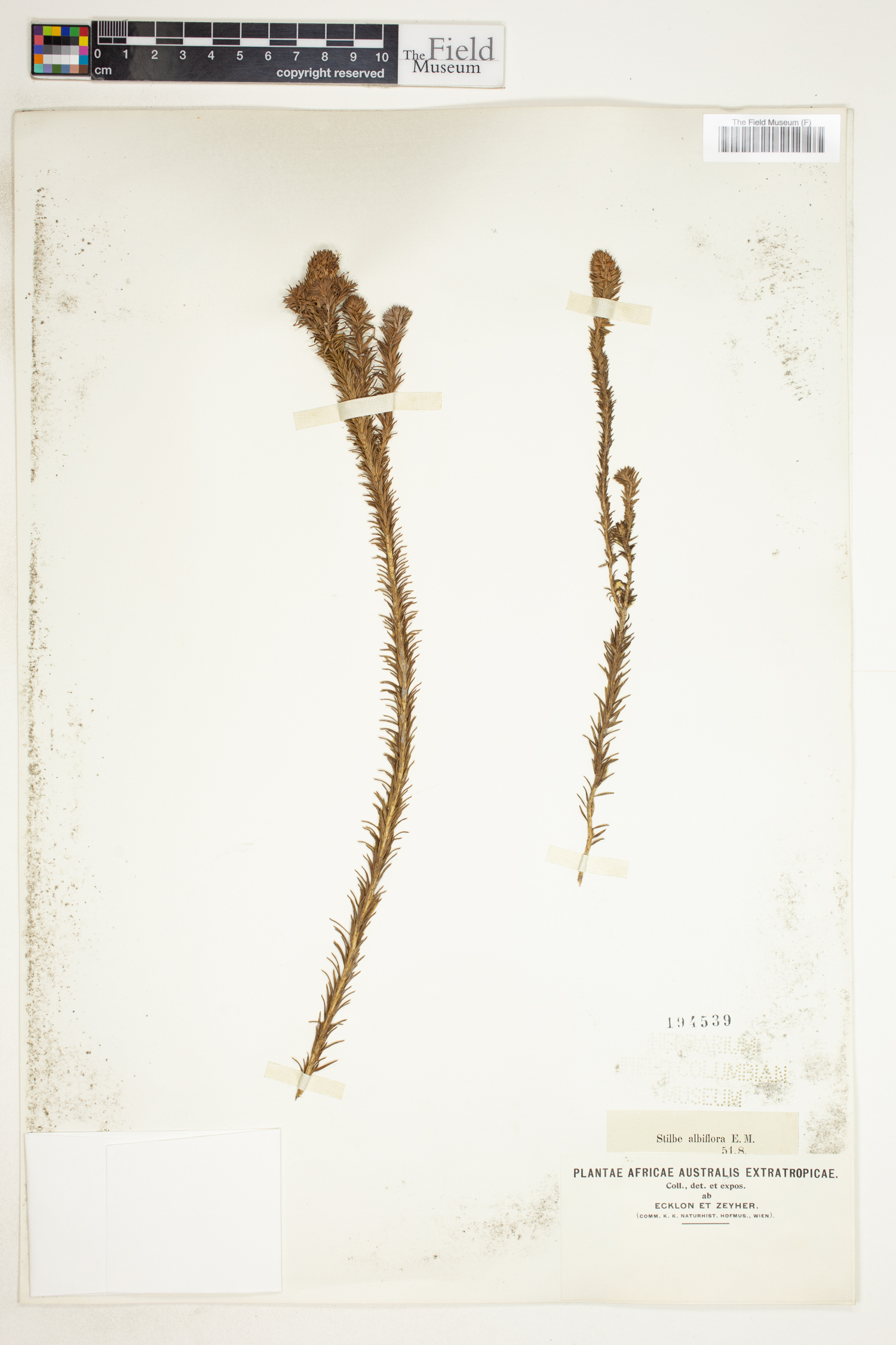 Stilbe albiflora image