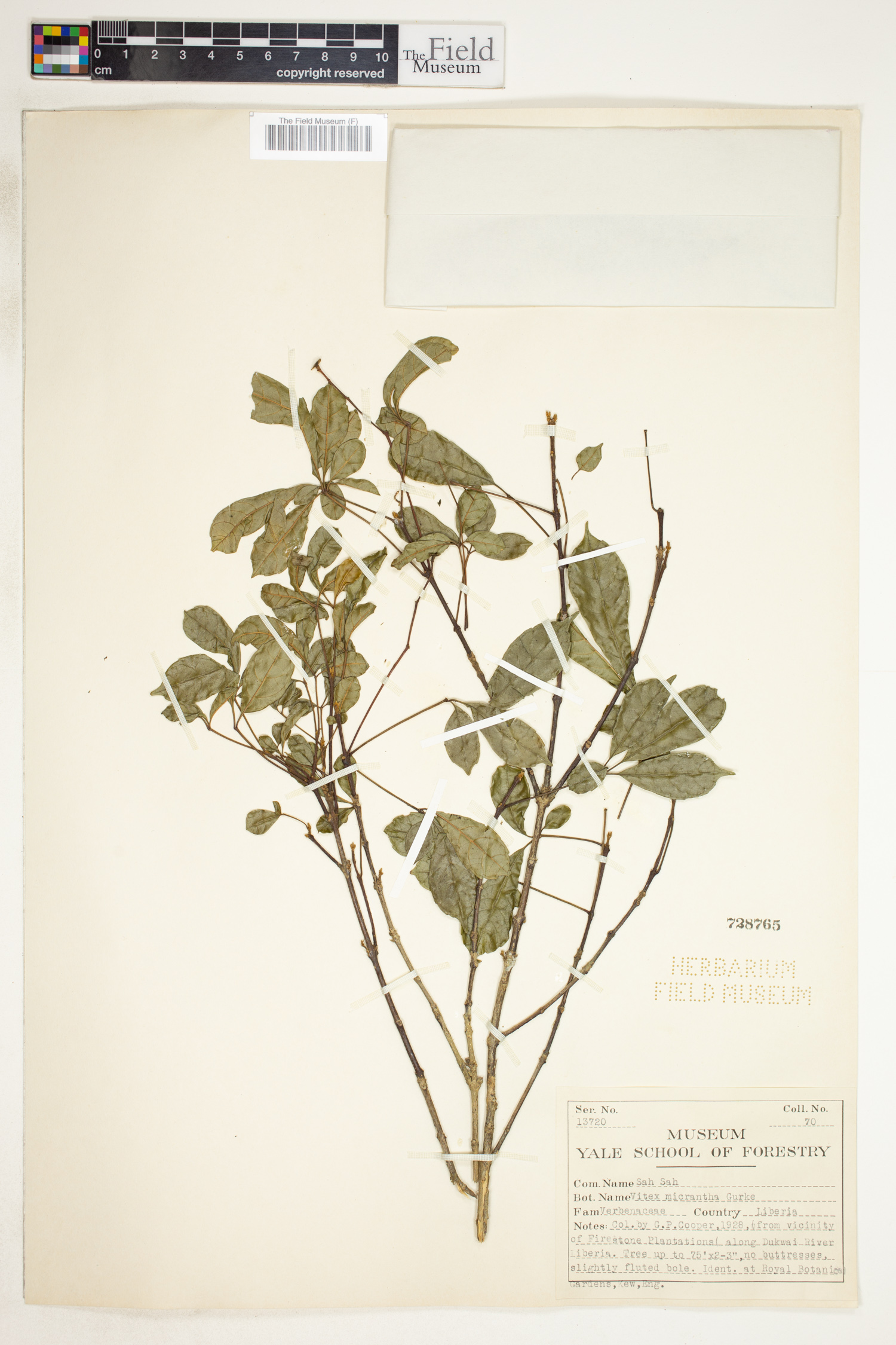 Vitex micrantha image