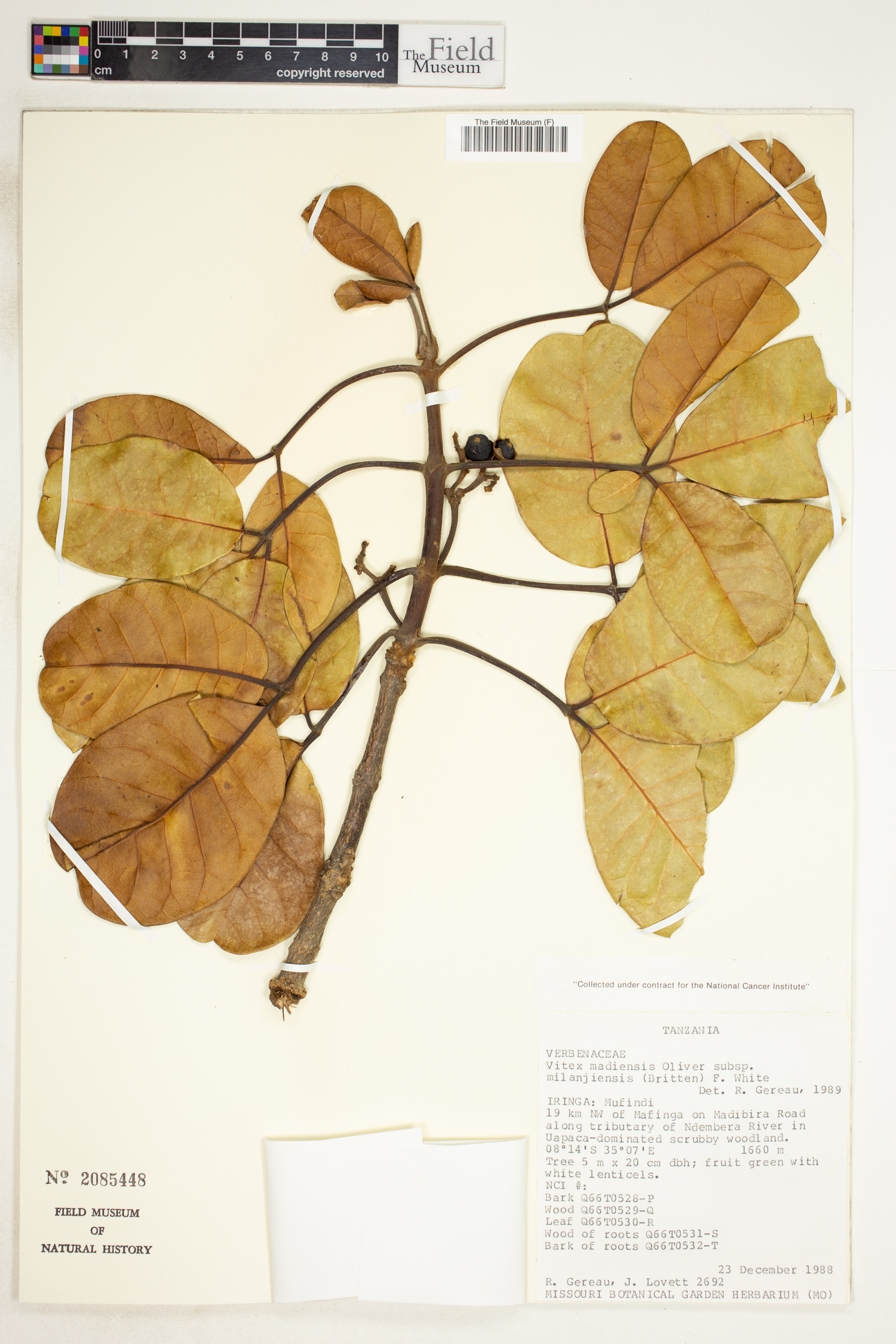 Vitex madiensis subsp. milanjiensis image