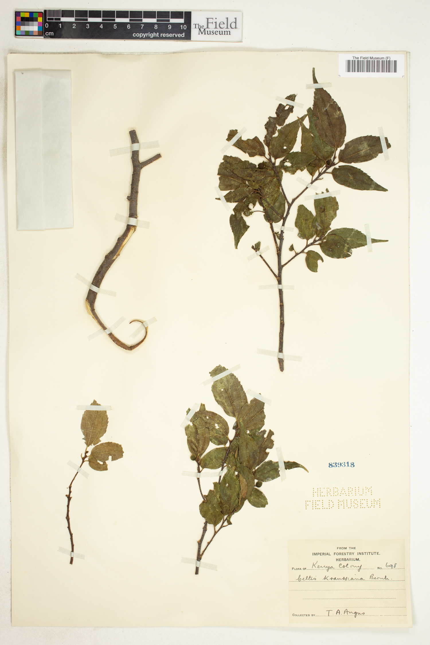 Celtis africana image