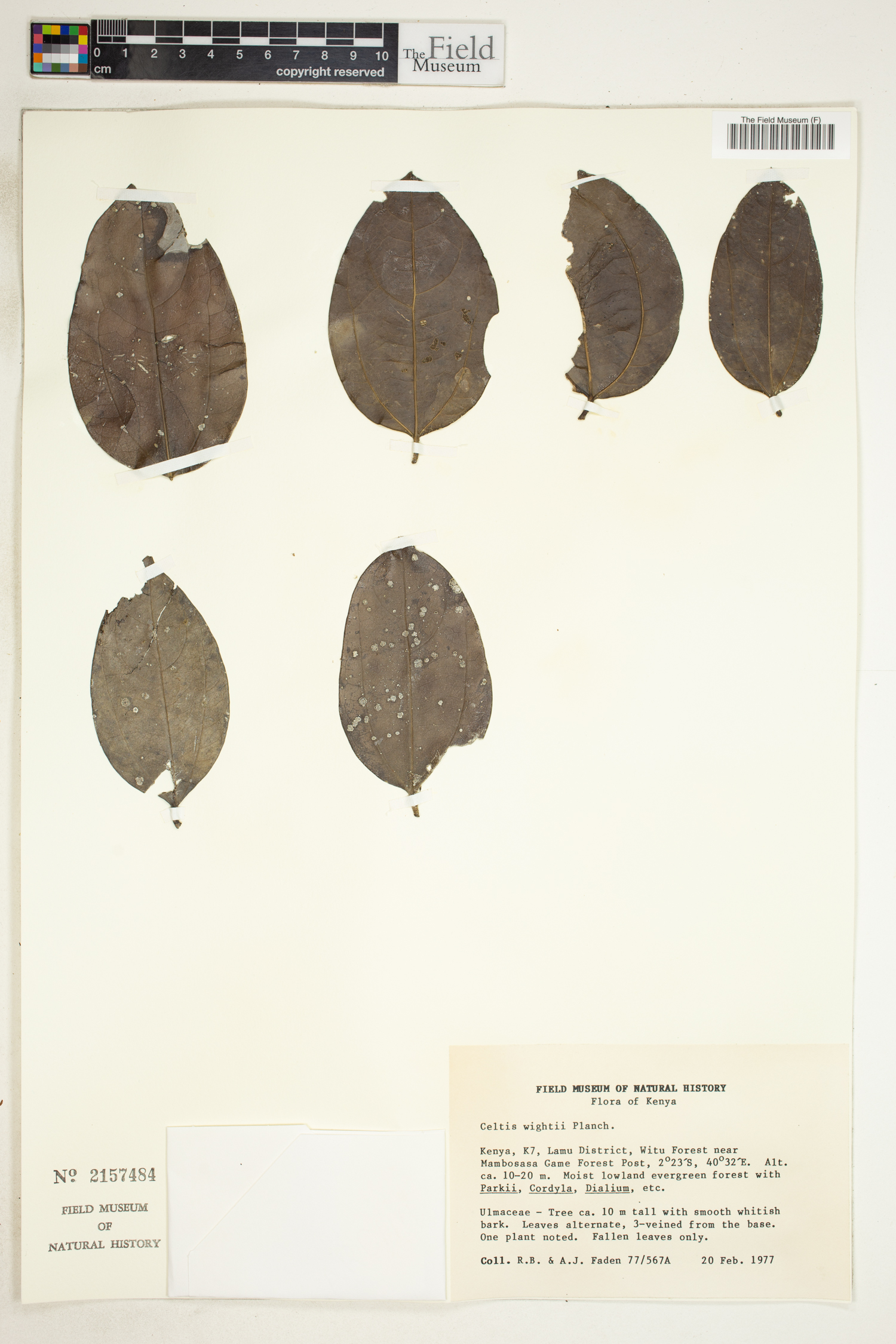 Celtis philippensis image