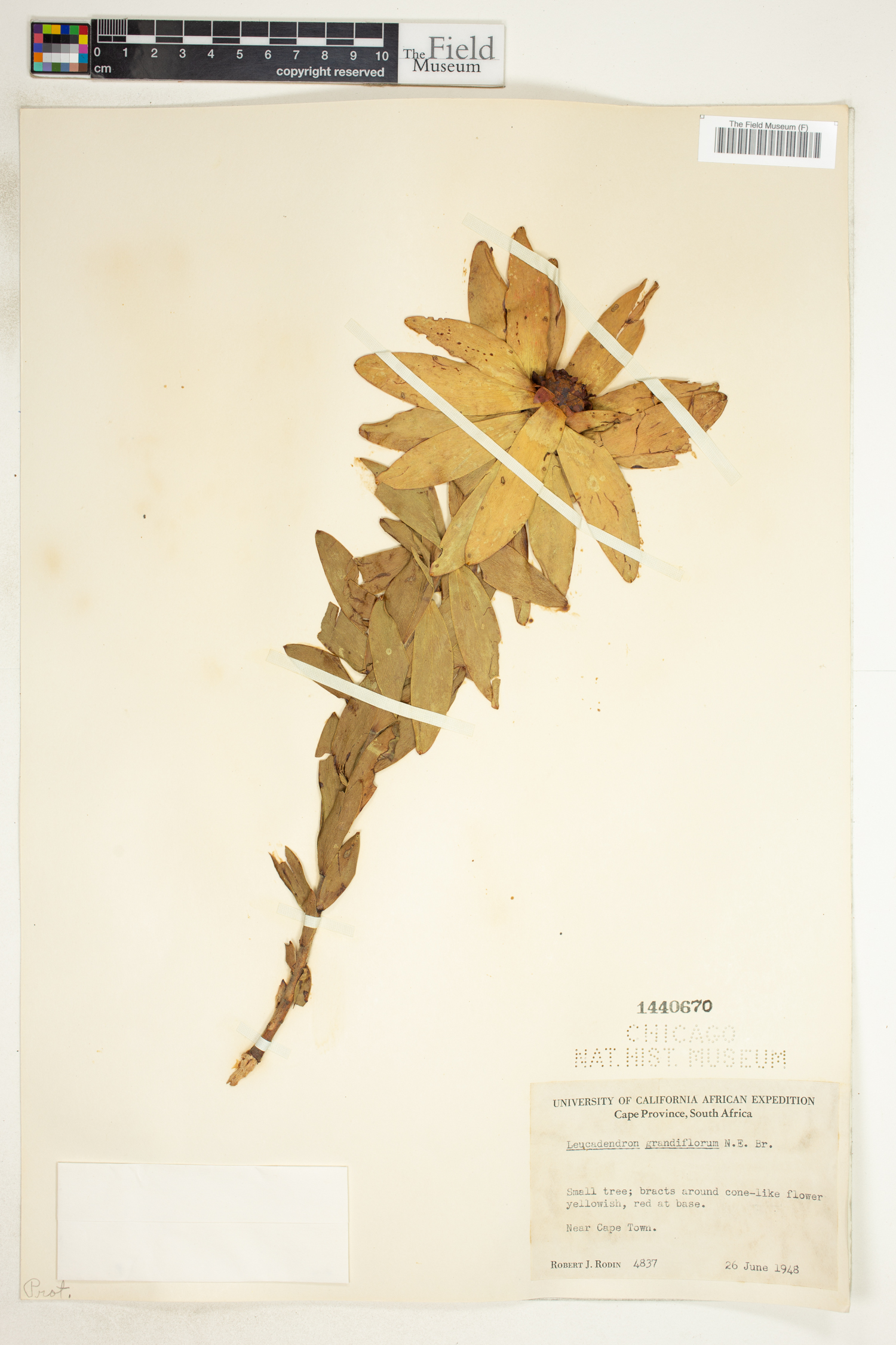 Leucadendron vinimontis image