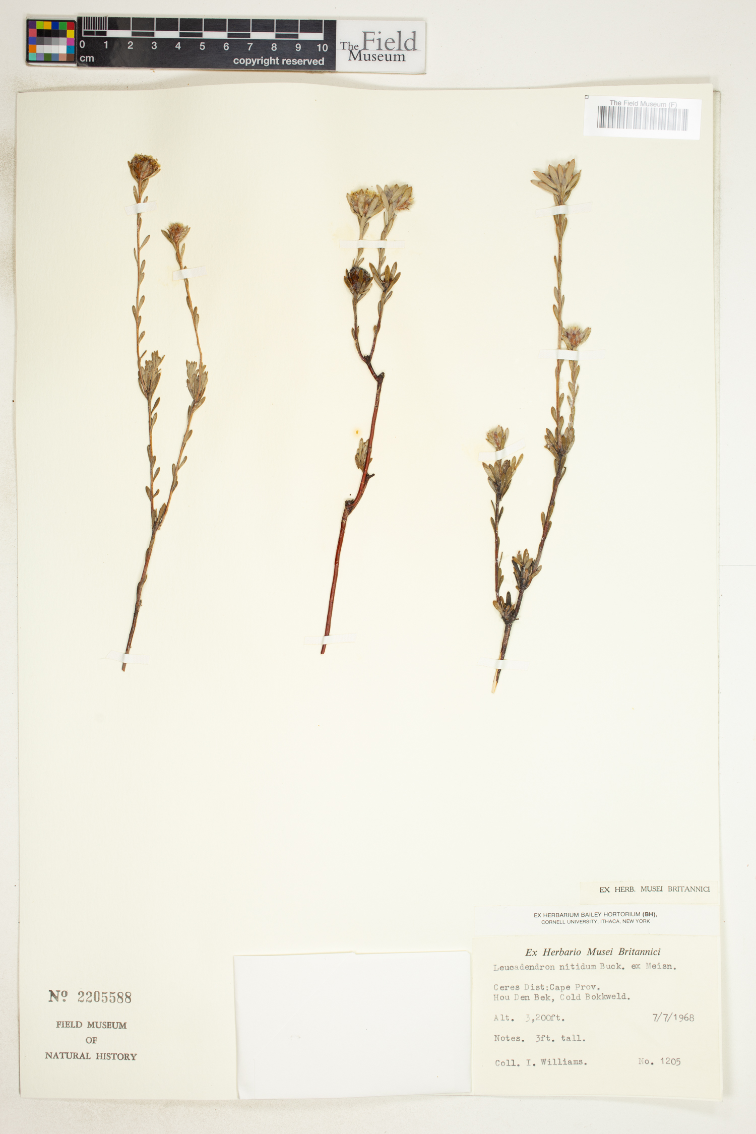 Leucadendron nitidum image