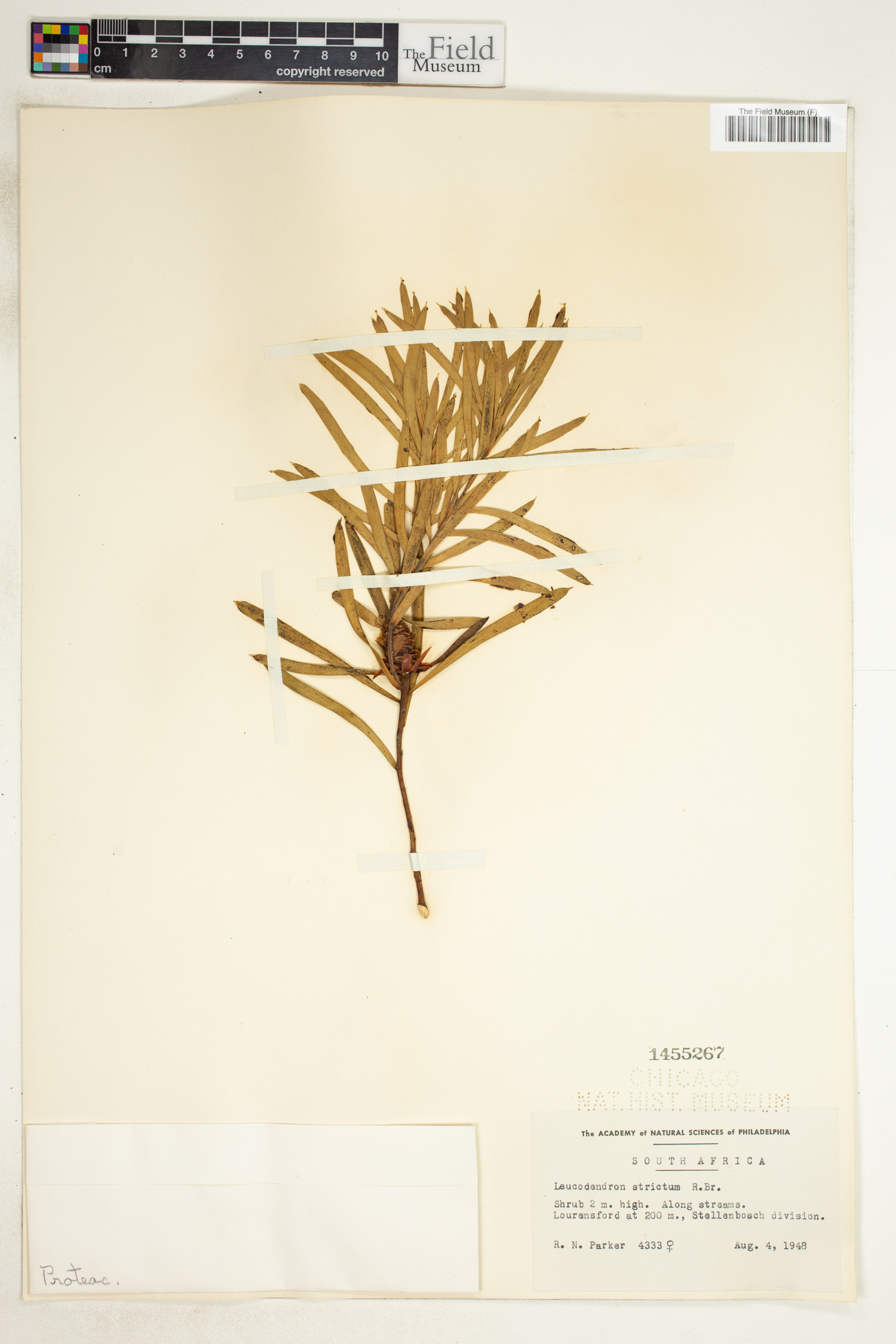 Leucadendron salicifolium image