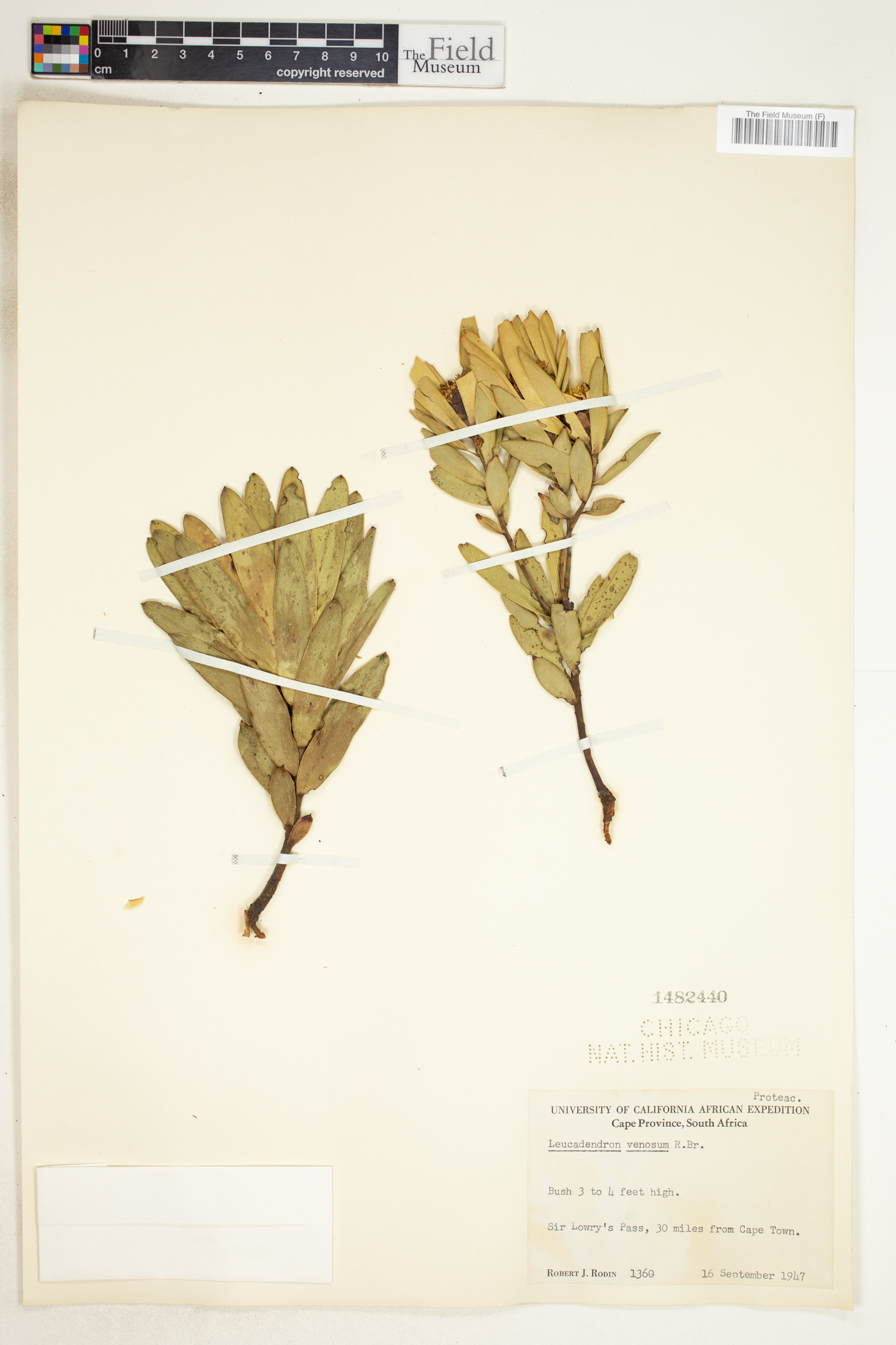 Leucadendron daphnoides image