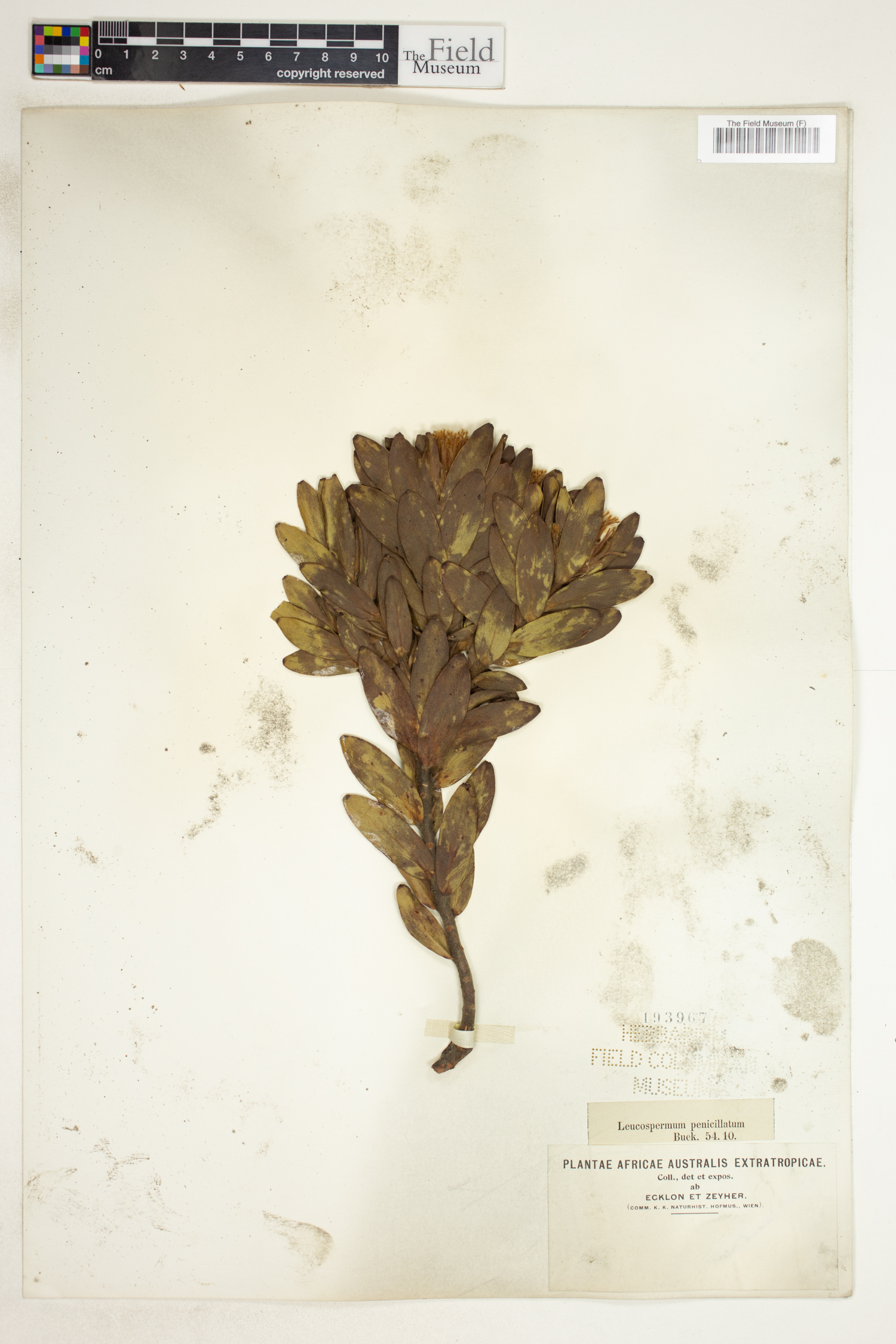 Leucospermum oleaefolium image