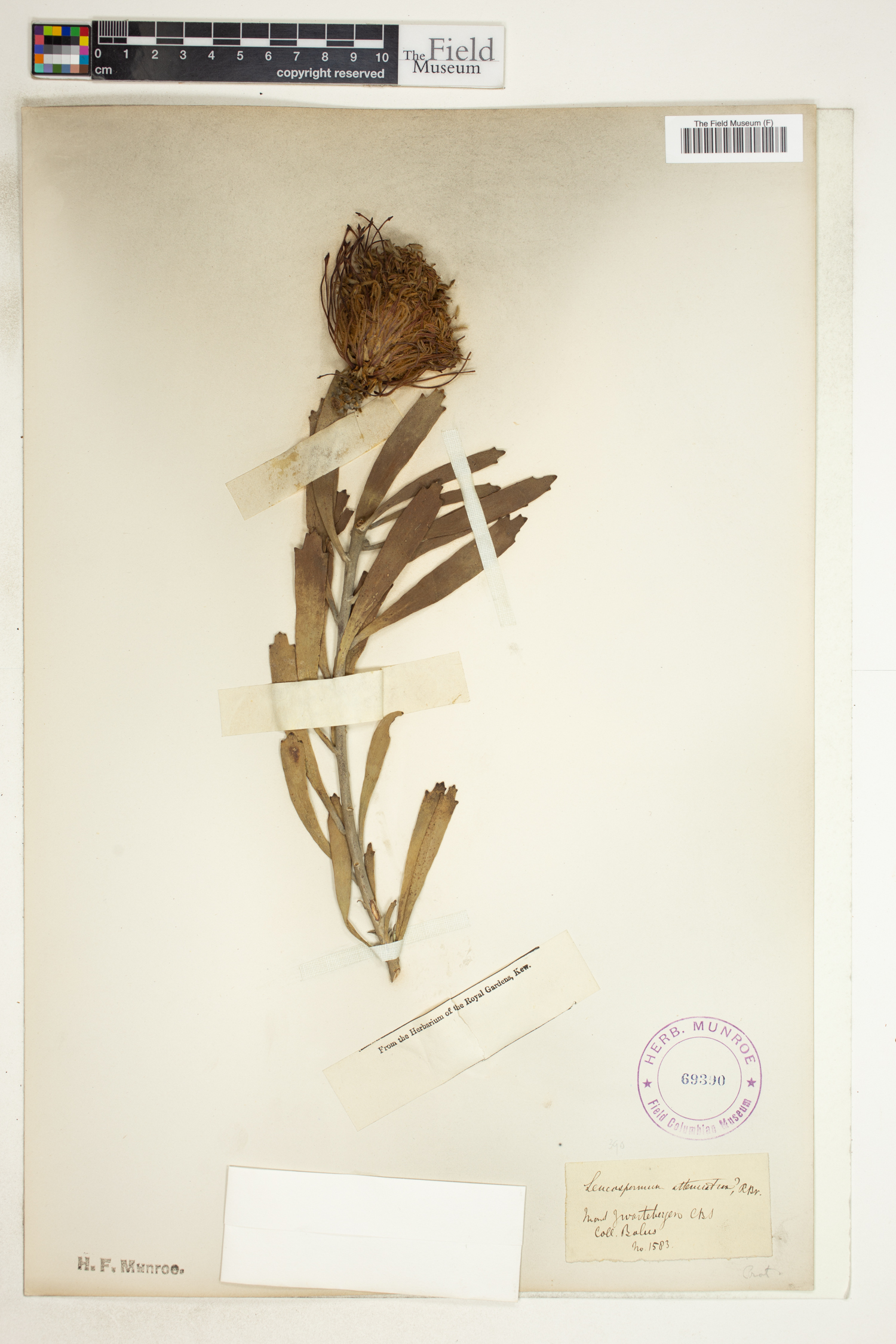 Leucospermum cuneiforme image