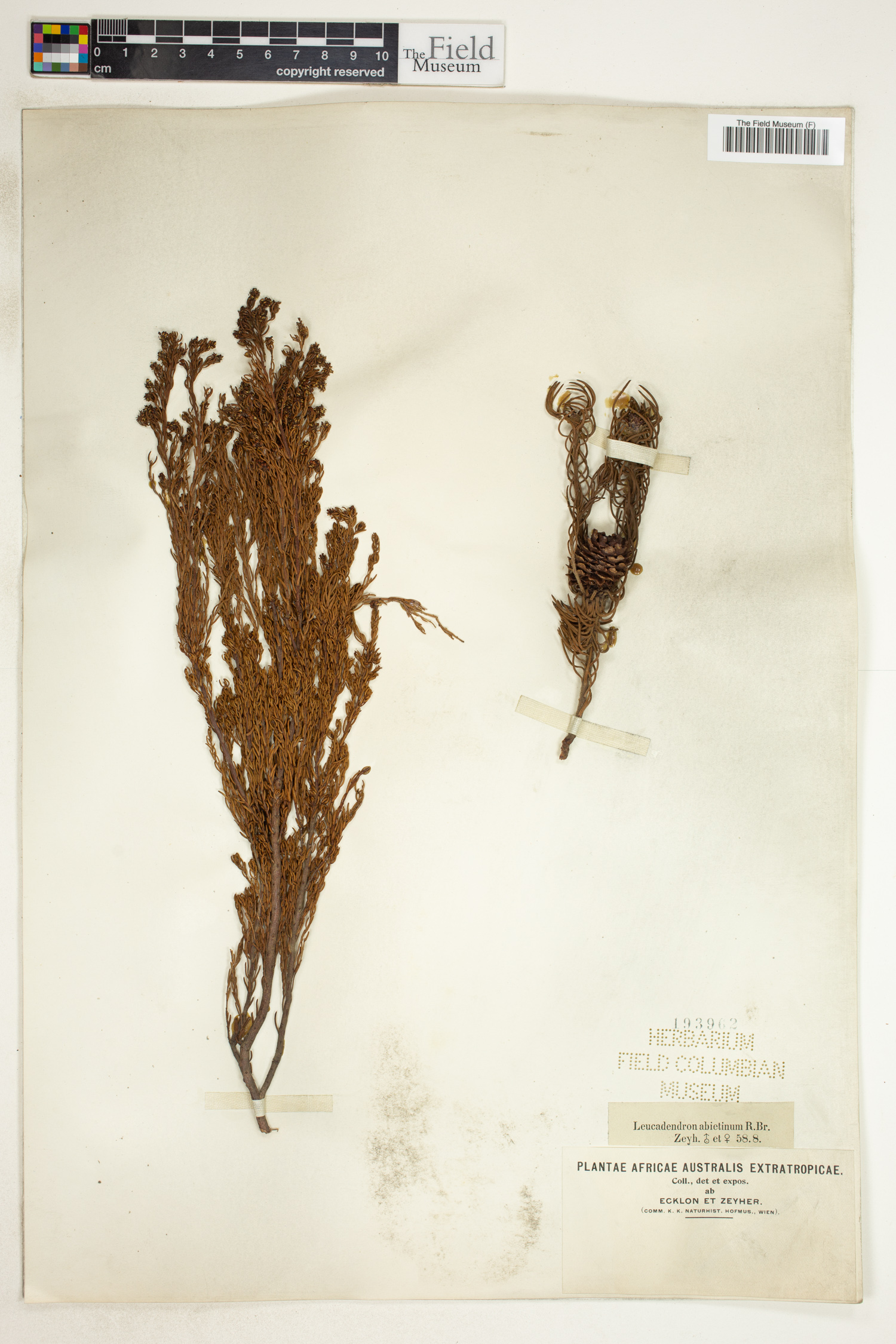 Leucadendron abietinum image