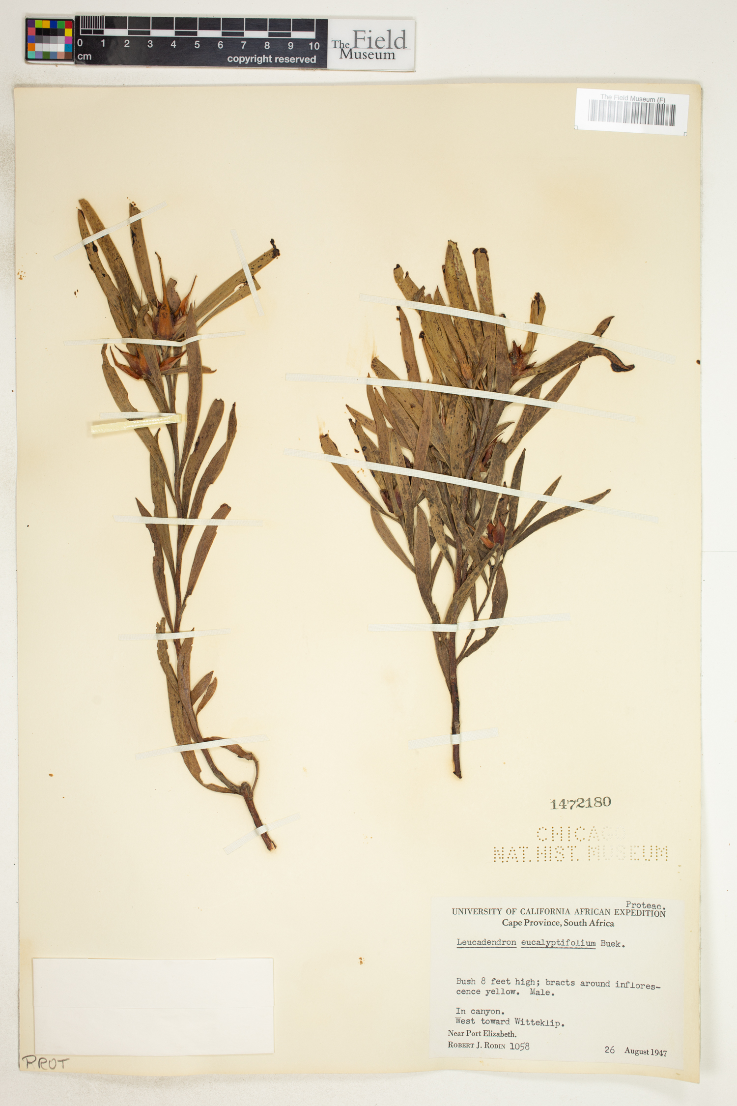 Leucadendron eucalyptifolium image