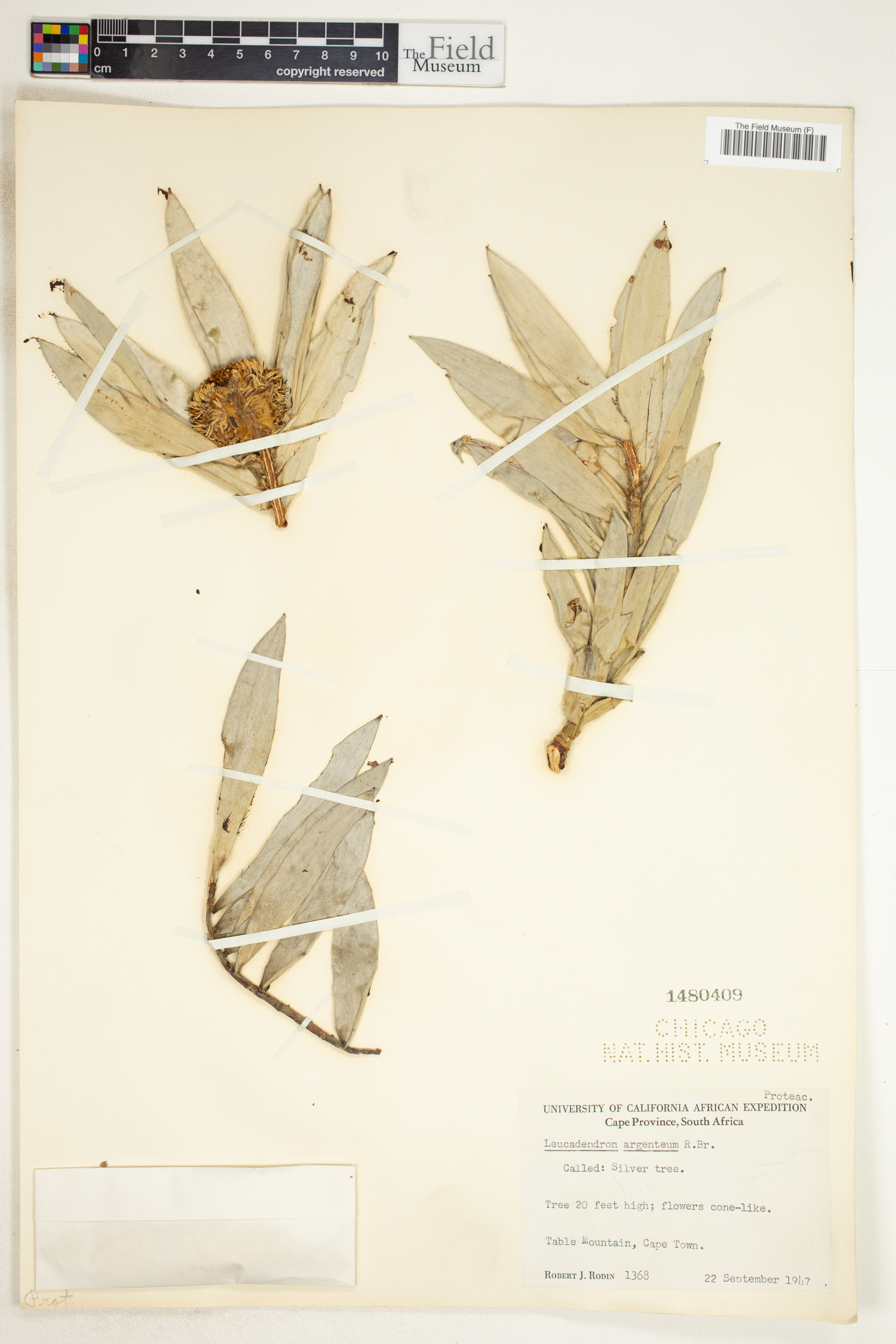 Leucadendron argenteum image