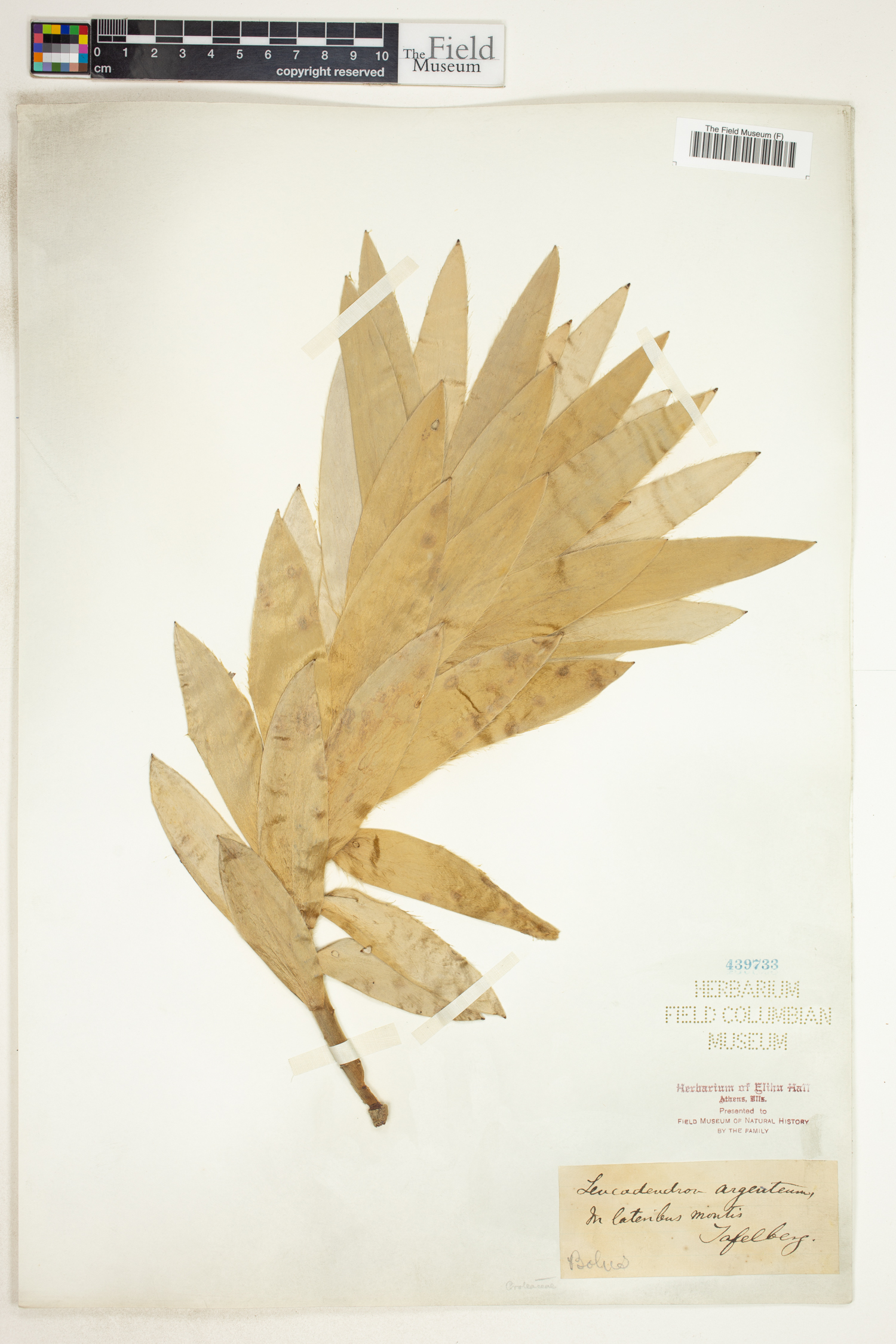 Leucadendron argenteum image