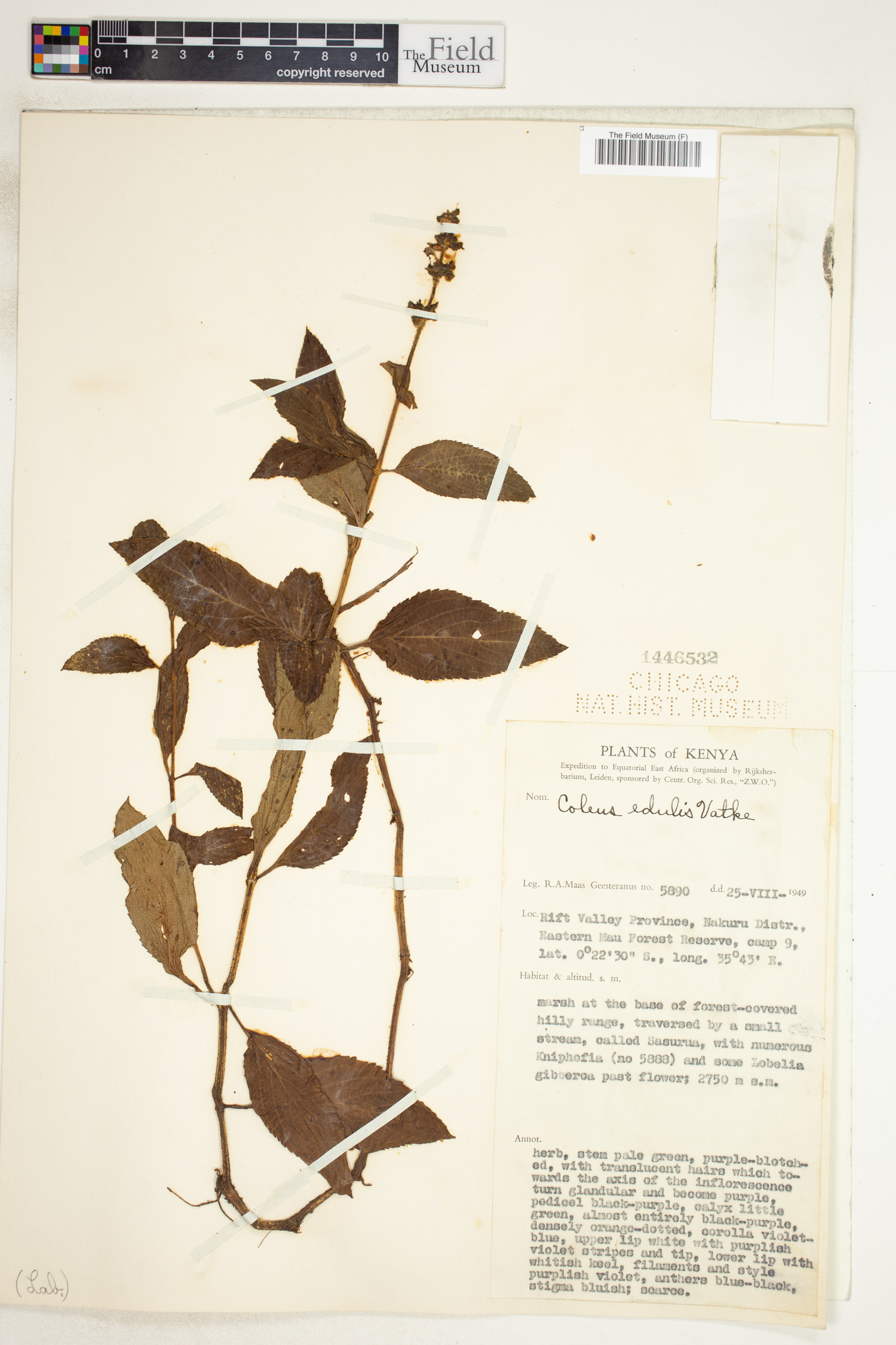 Coleus maculosus subsp. edulis image