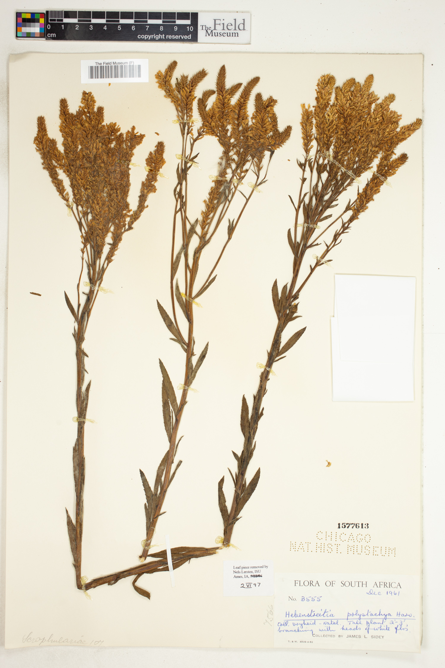 Hebenstretia oatesii subsp. oatesii image