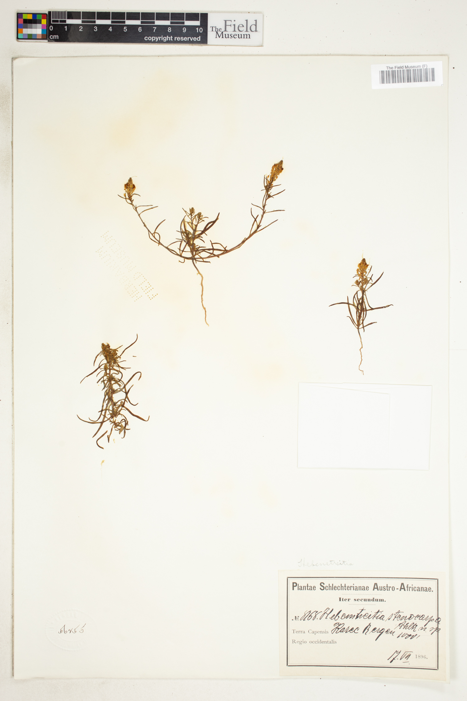 Hebenstretia parviflora image