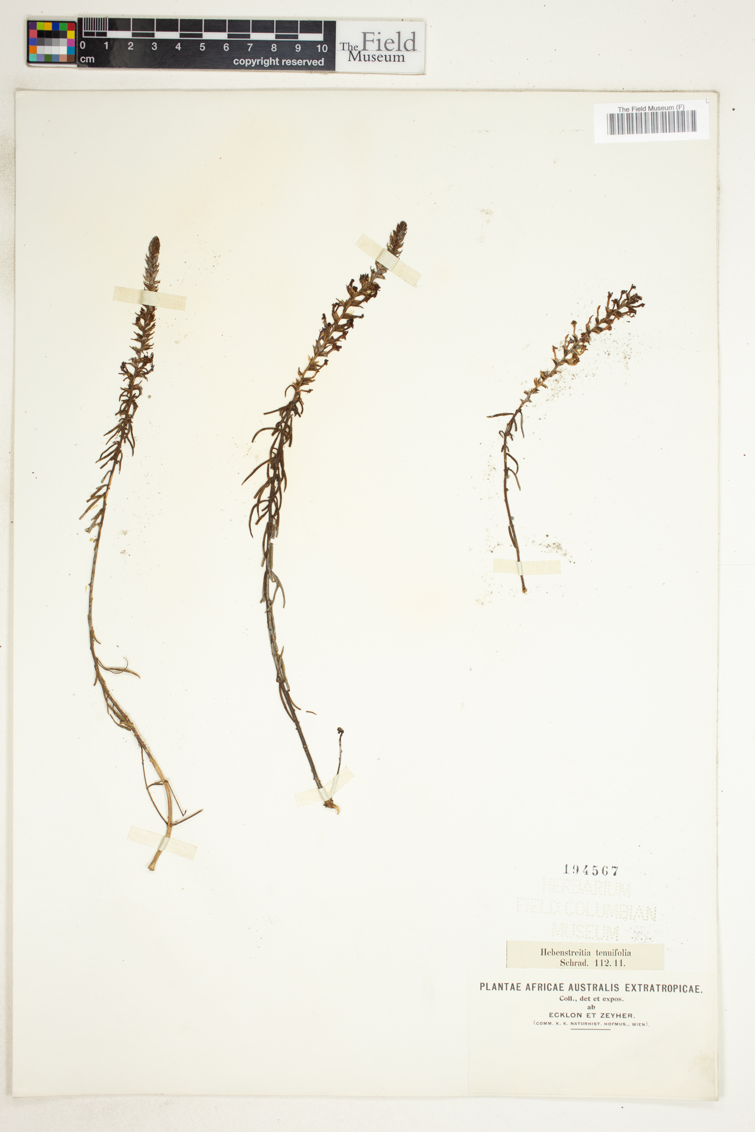 Hebenstretia integrifolia image