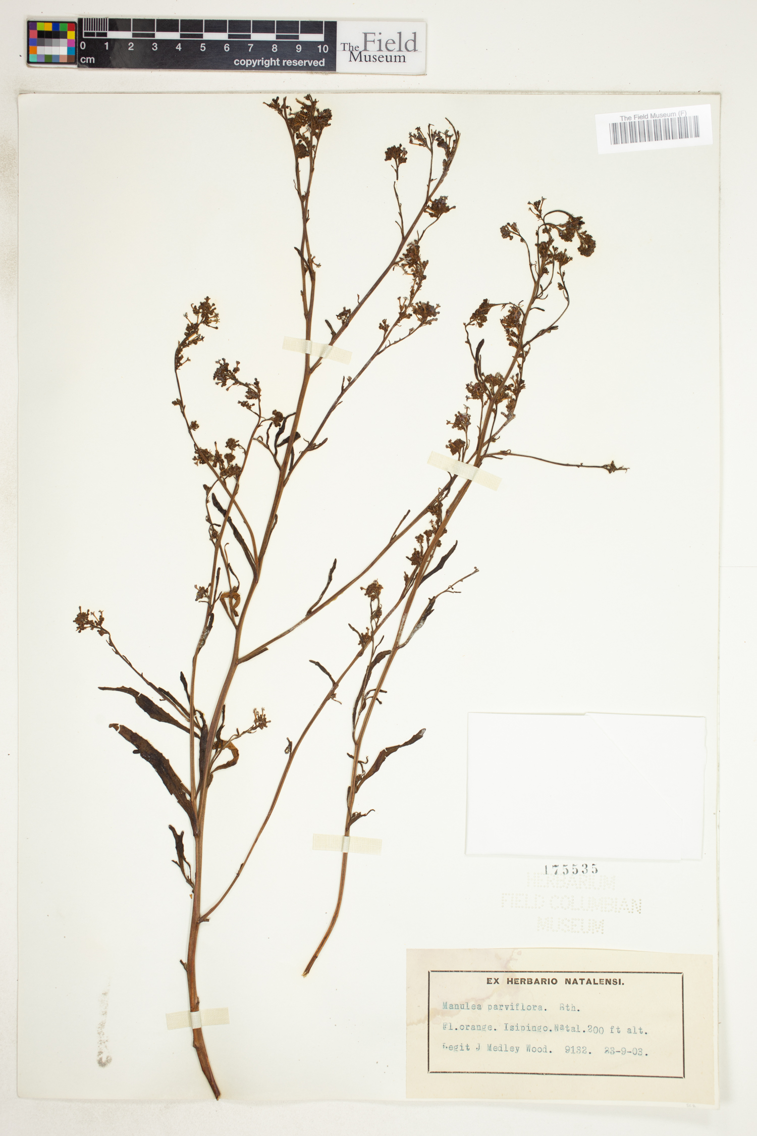 Manulea parviflora image