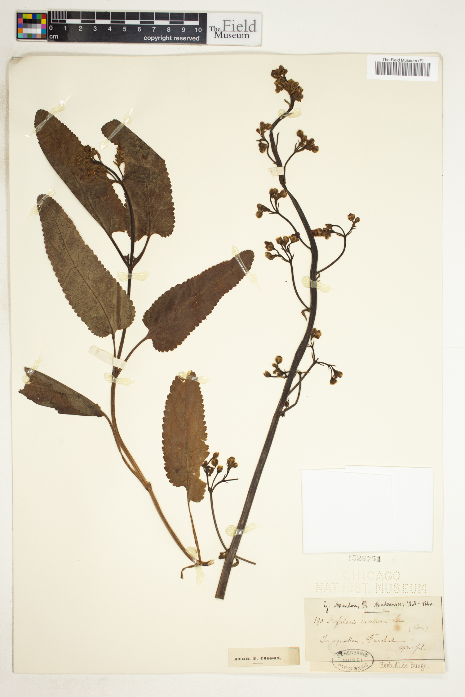 Scrophularia racemosa image