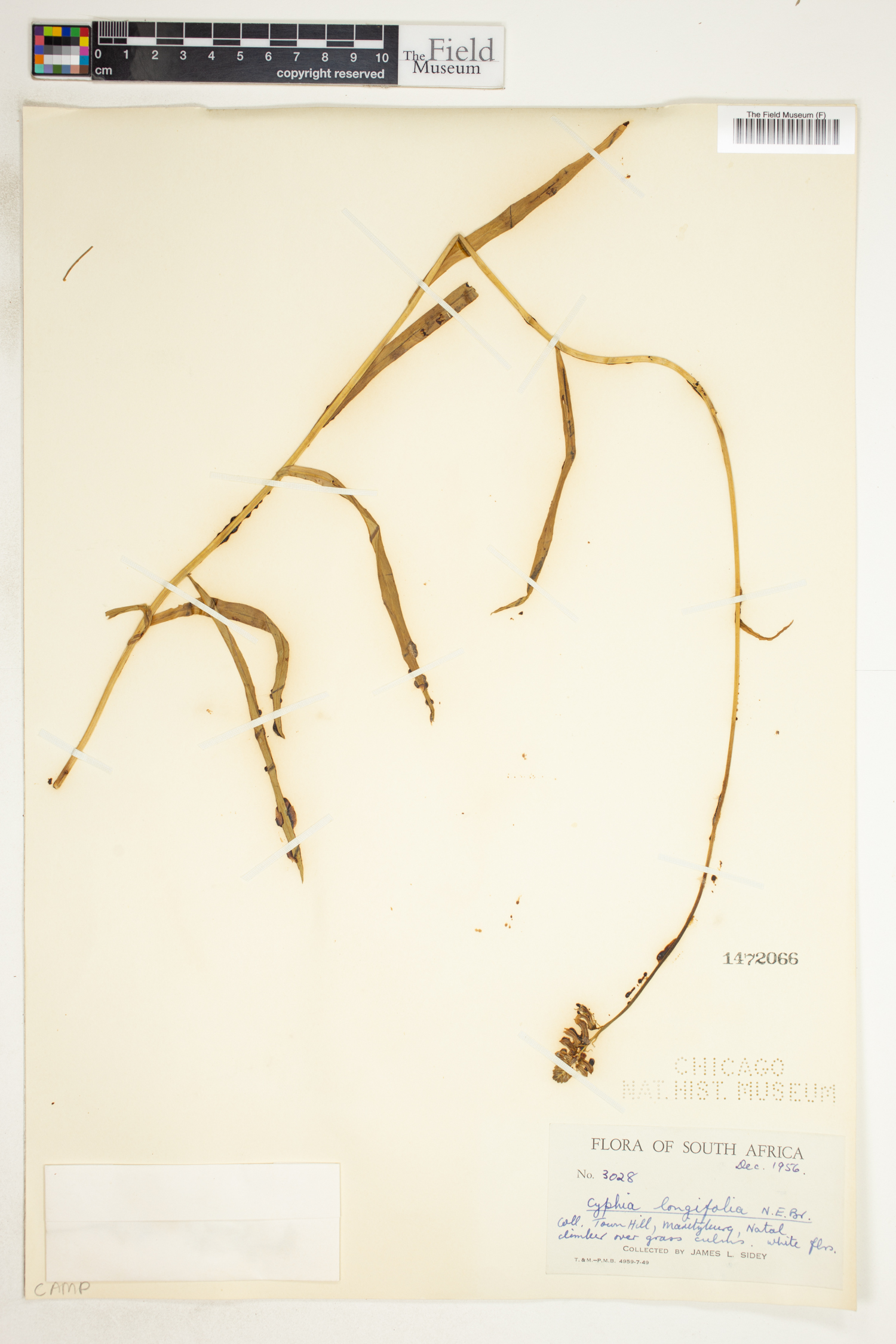 Cyphia longifolia image