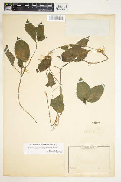 Dielsantha galeopsoides image