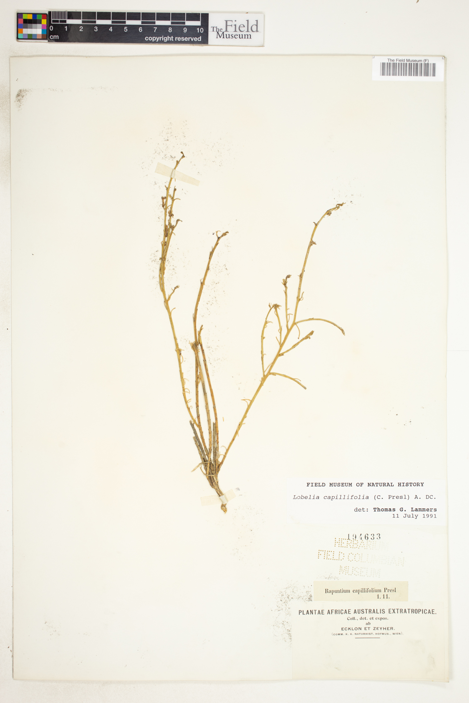 Lobelia capillifolia image