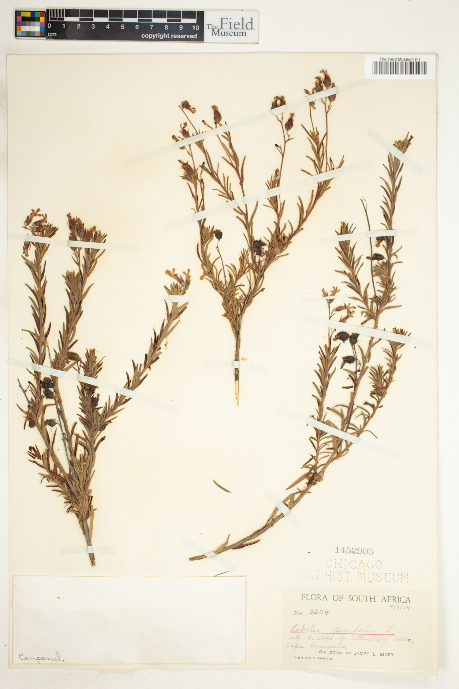 Lobelia pinifolia image