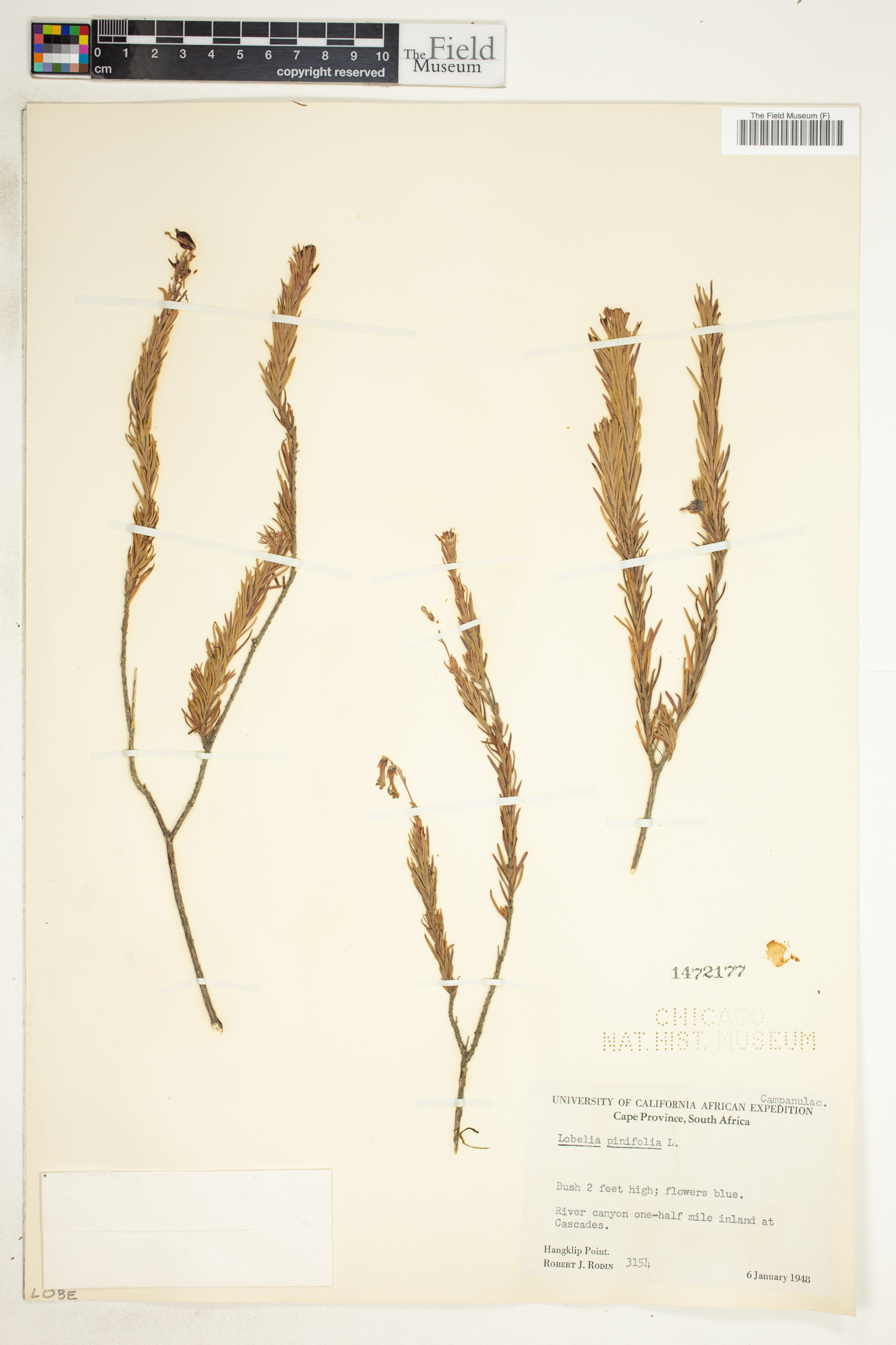 Lobelia pinifolia image