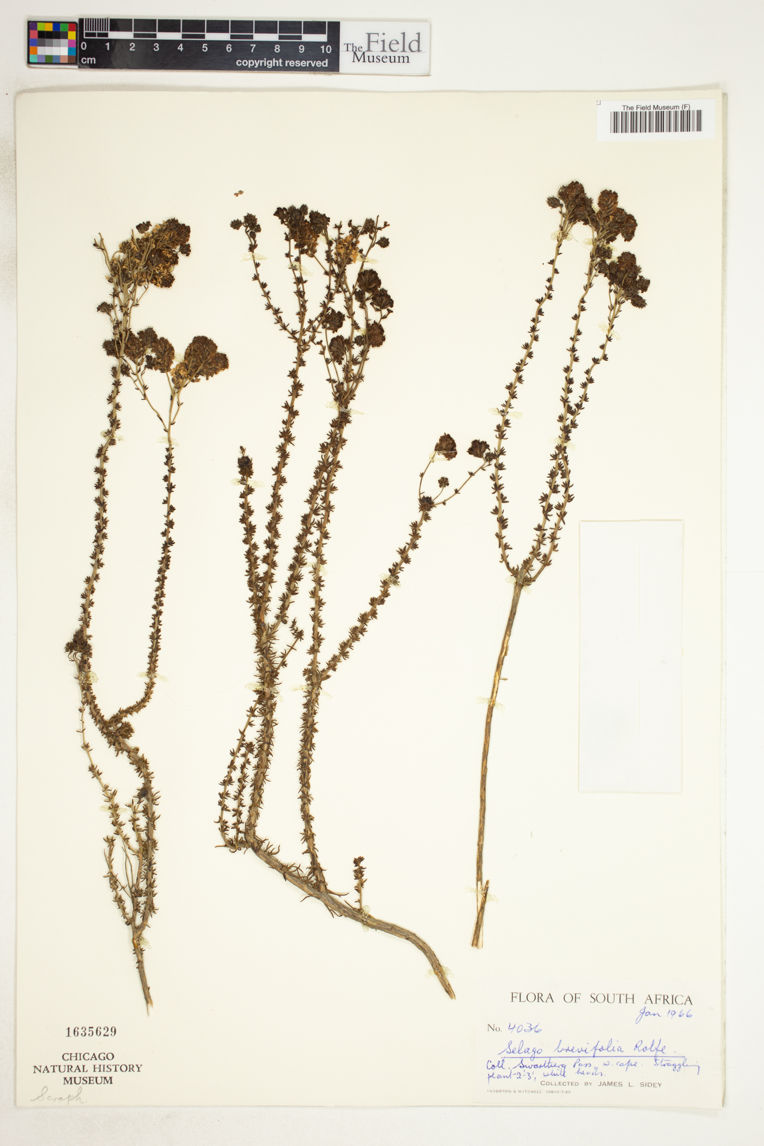 Selago brevifolia image