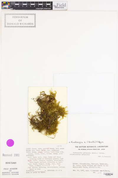 Kindbergia arbuscula image