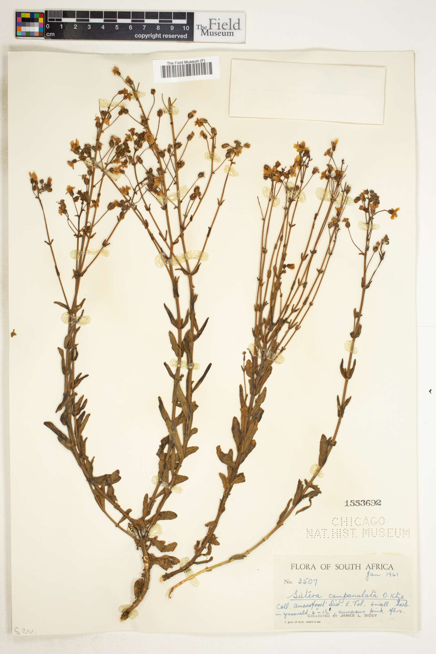 Chaenostoma campanulatum image