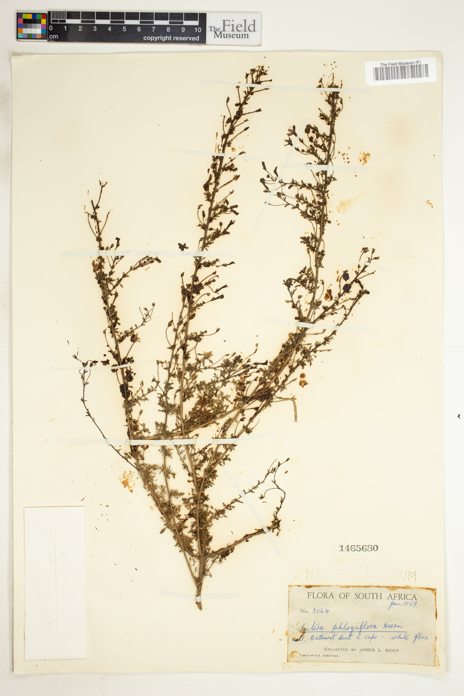 Jamesbrittenia phlogiflora image