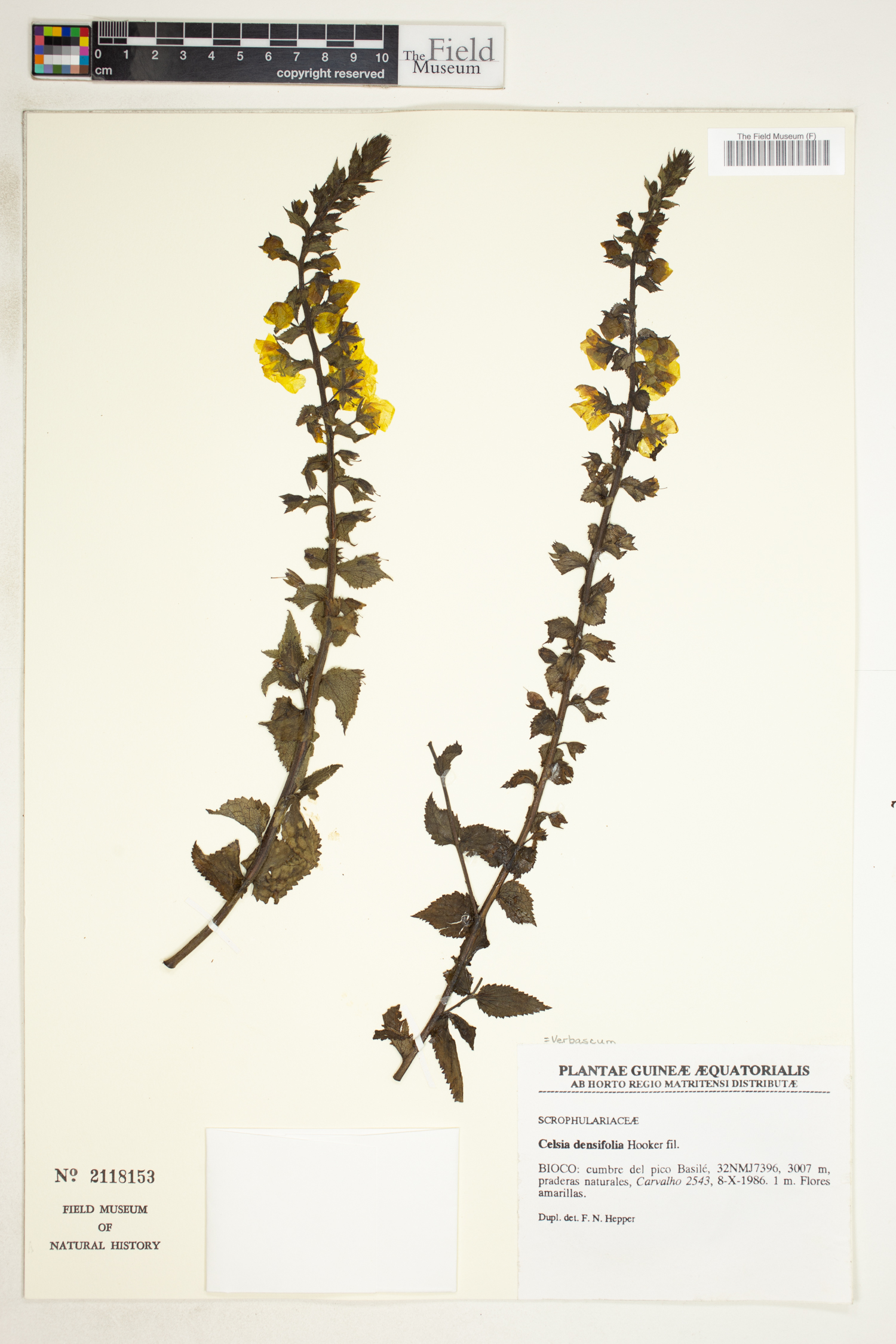 Rhabdotosperma densifolia image