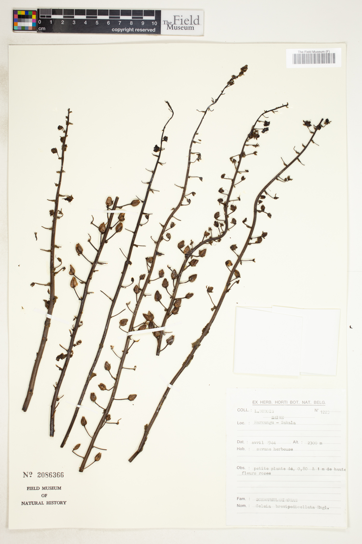 Verbascum brevipedicellatum image
