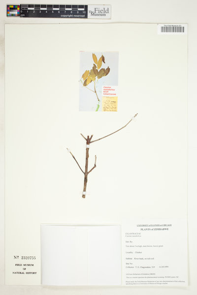 Elaeodendron matabelicum image