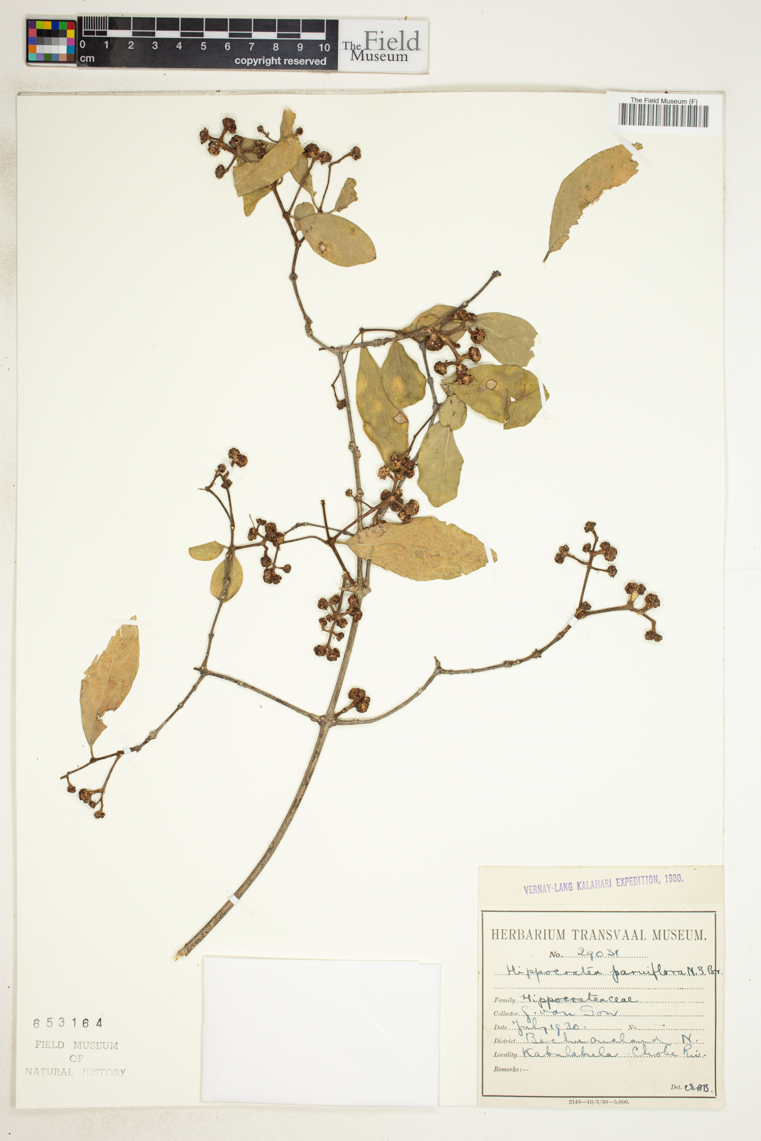 Reissantia parviflora image