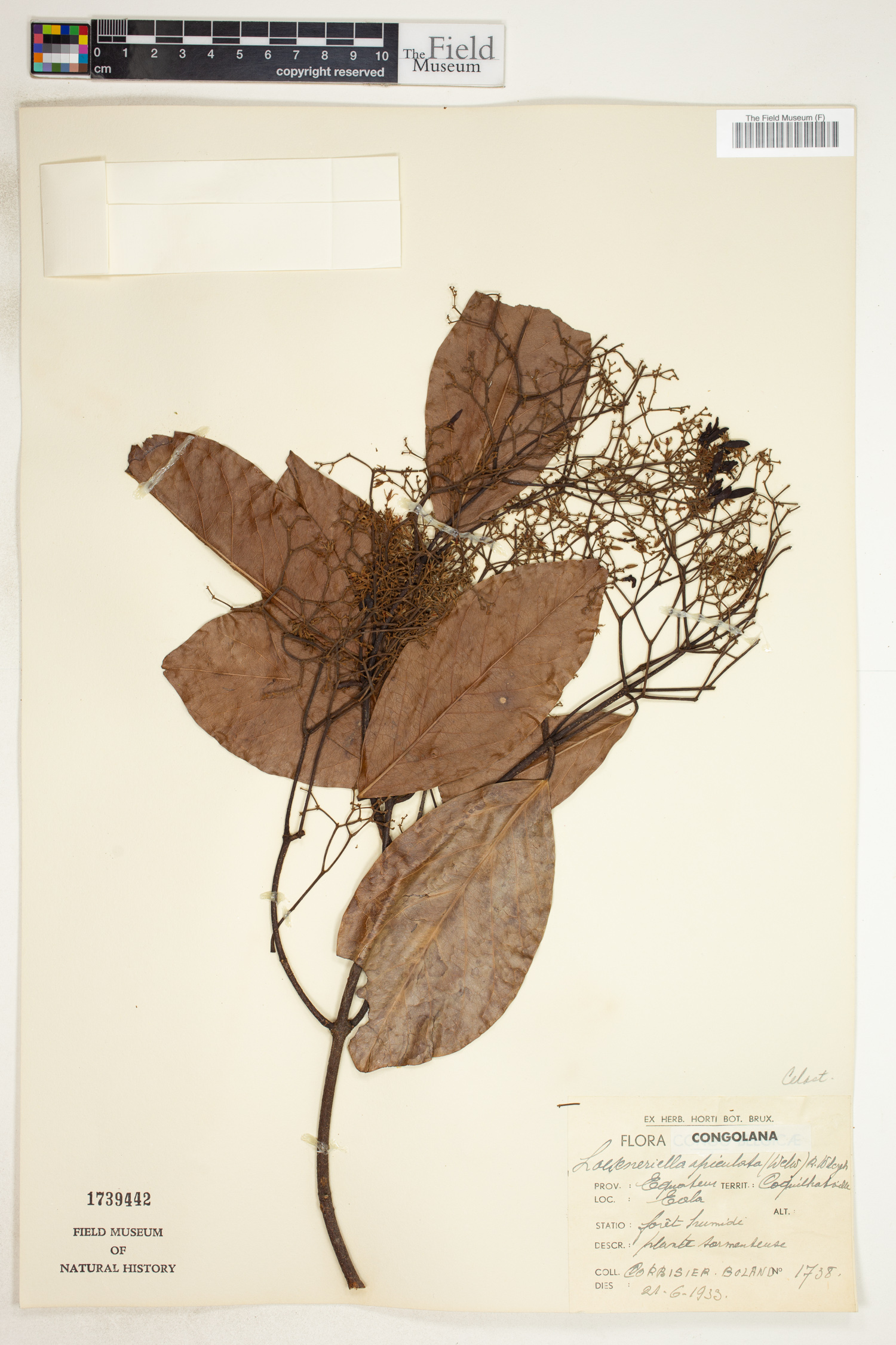Loeseneriella apiculata image