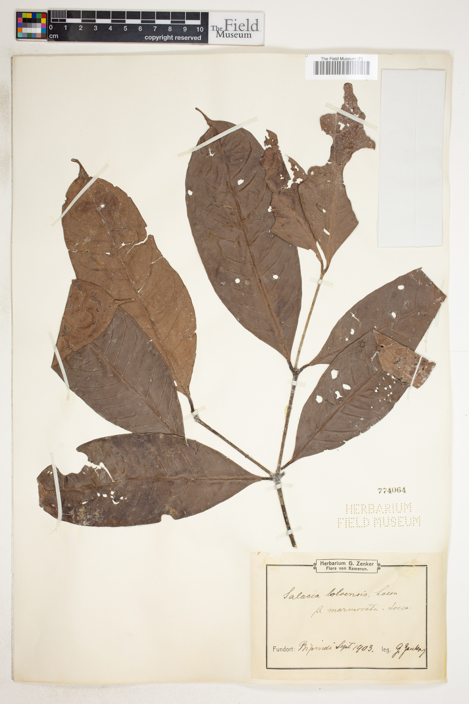 Salacia loloensis var. loloensis image