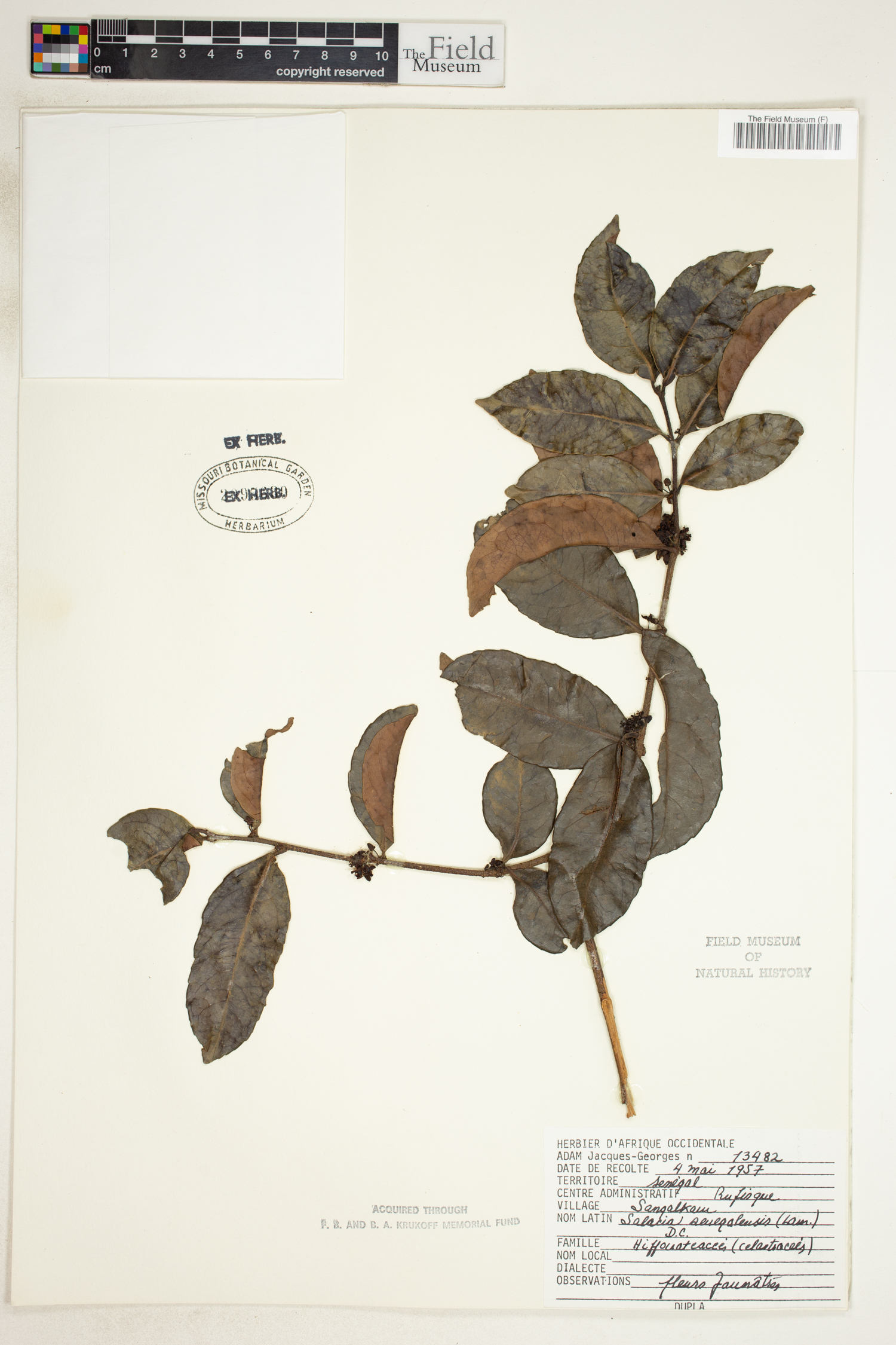 Salacia senegalensis image