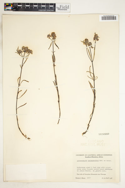 Haumaniastrum caeruleum image