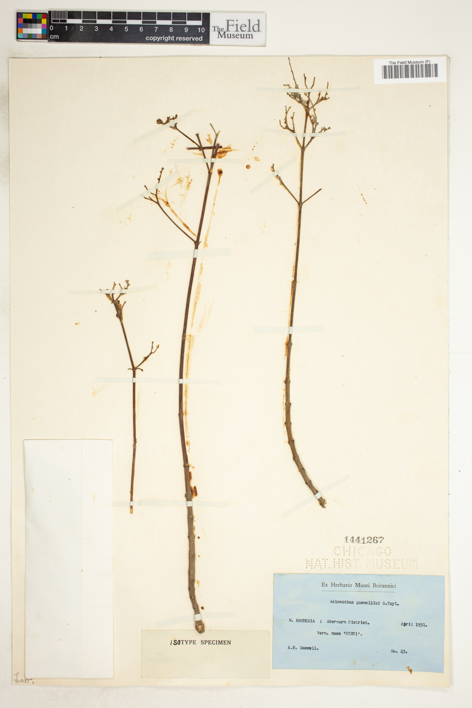 Aeollanthus myrianthus subsp. gamwelliae image
