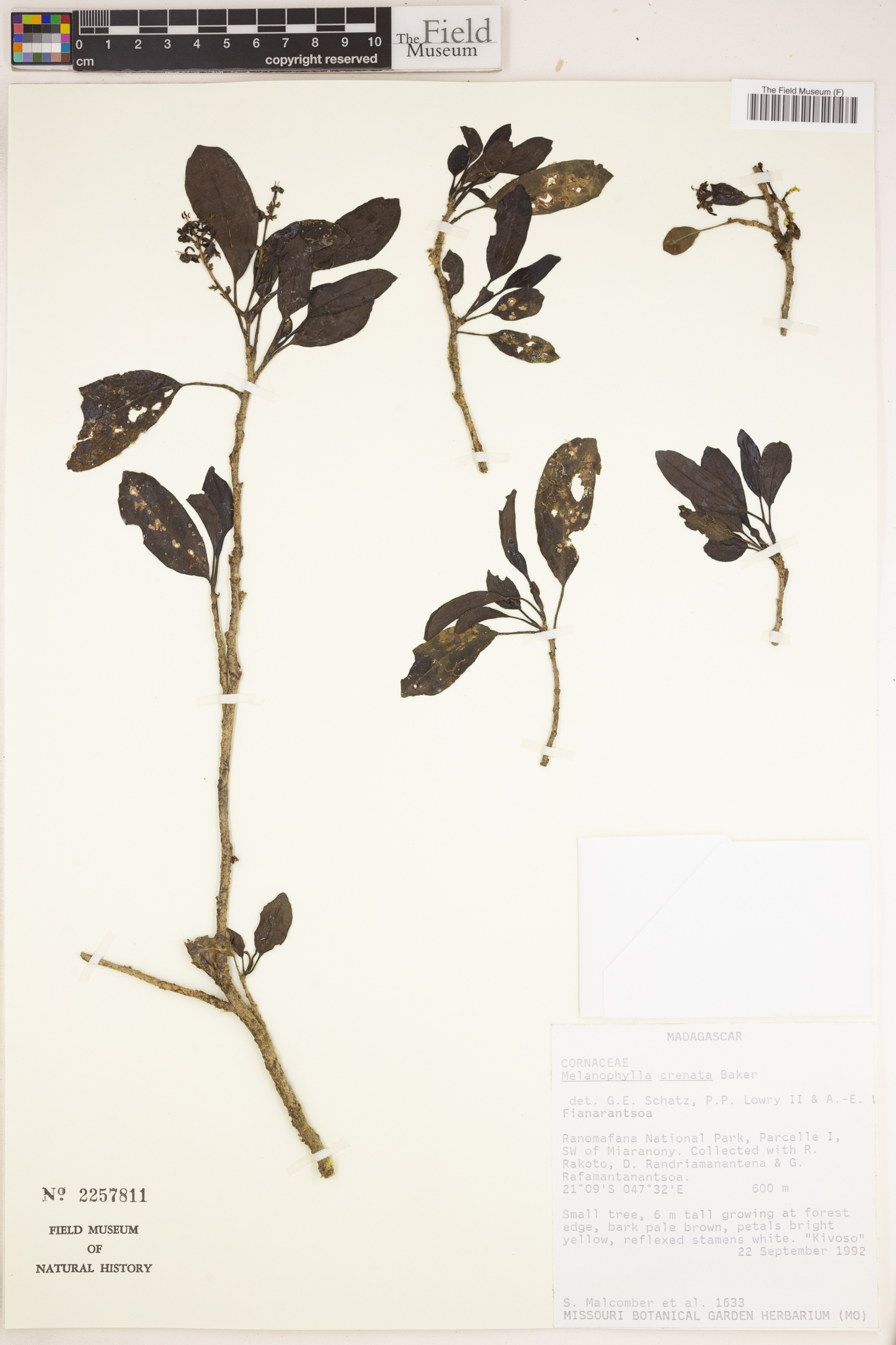 Melanophylla crenata image