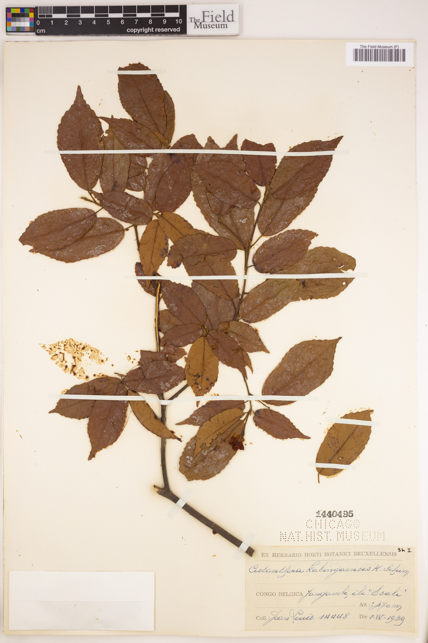 Nesogordonia kabingaensis image