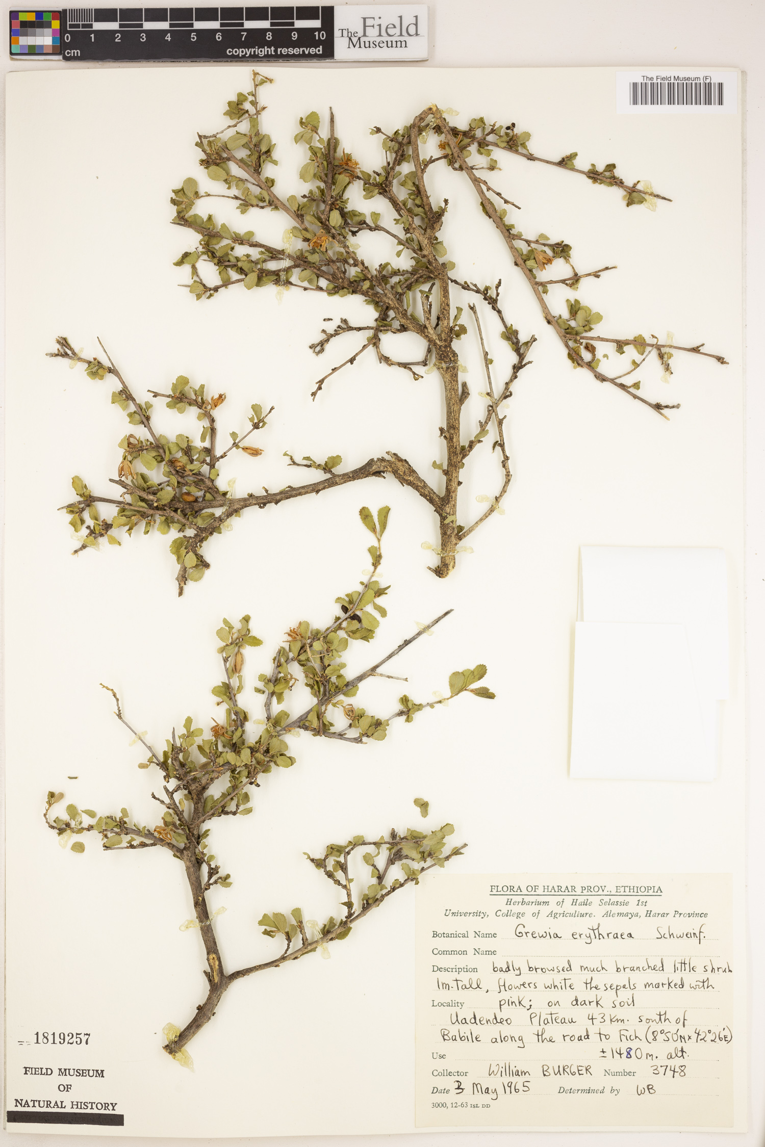 Grewia erythraea image