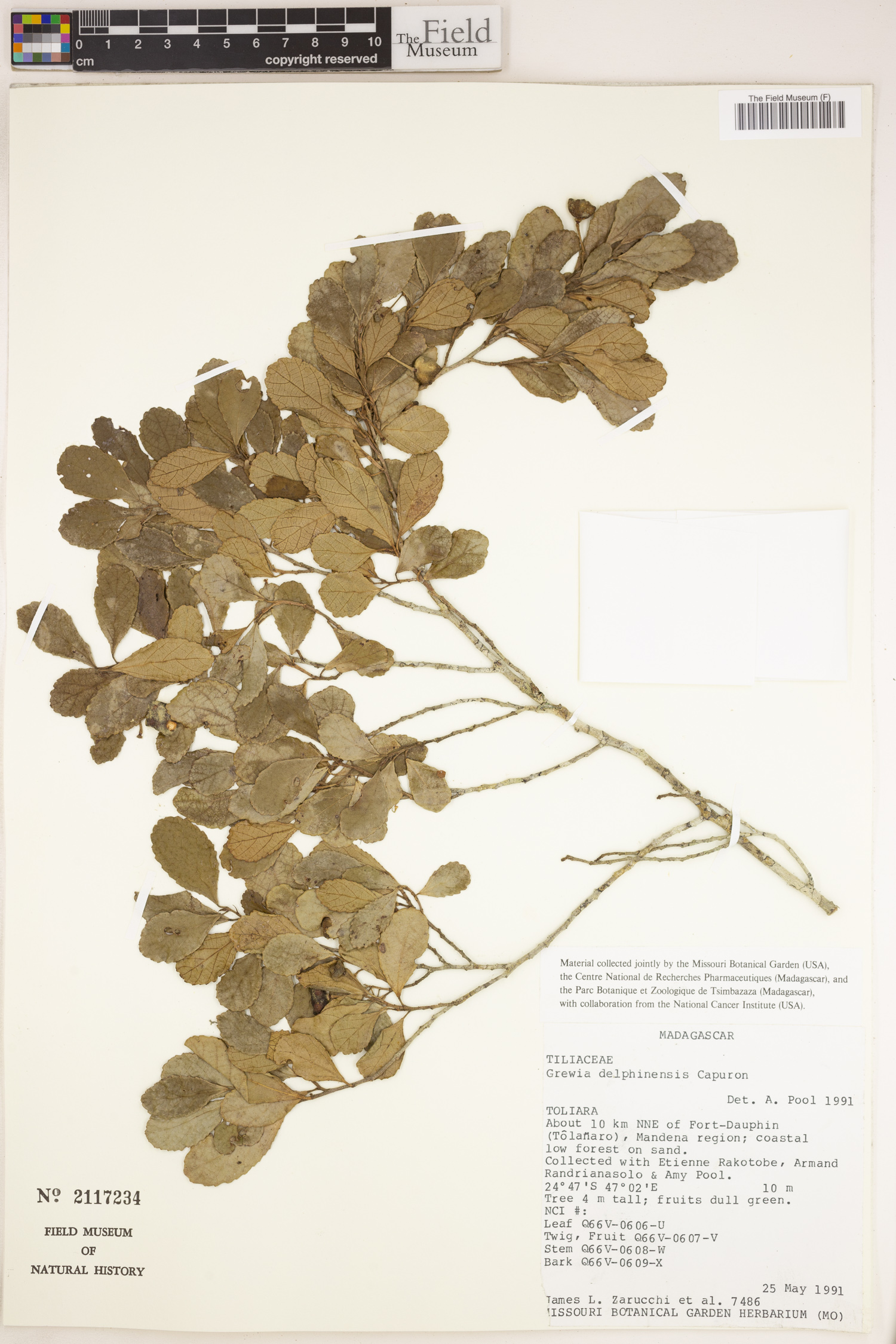 Grewia delphinensis image
