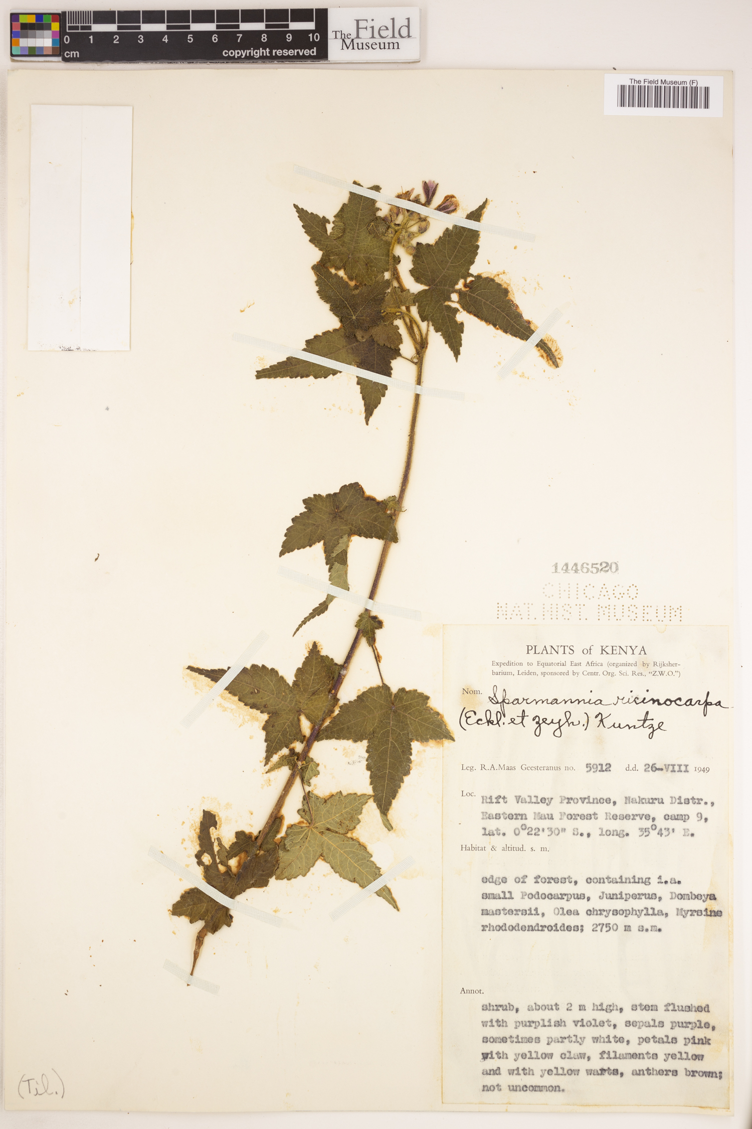 Sparmannia ricinocarpa image