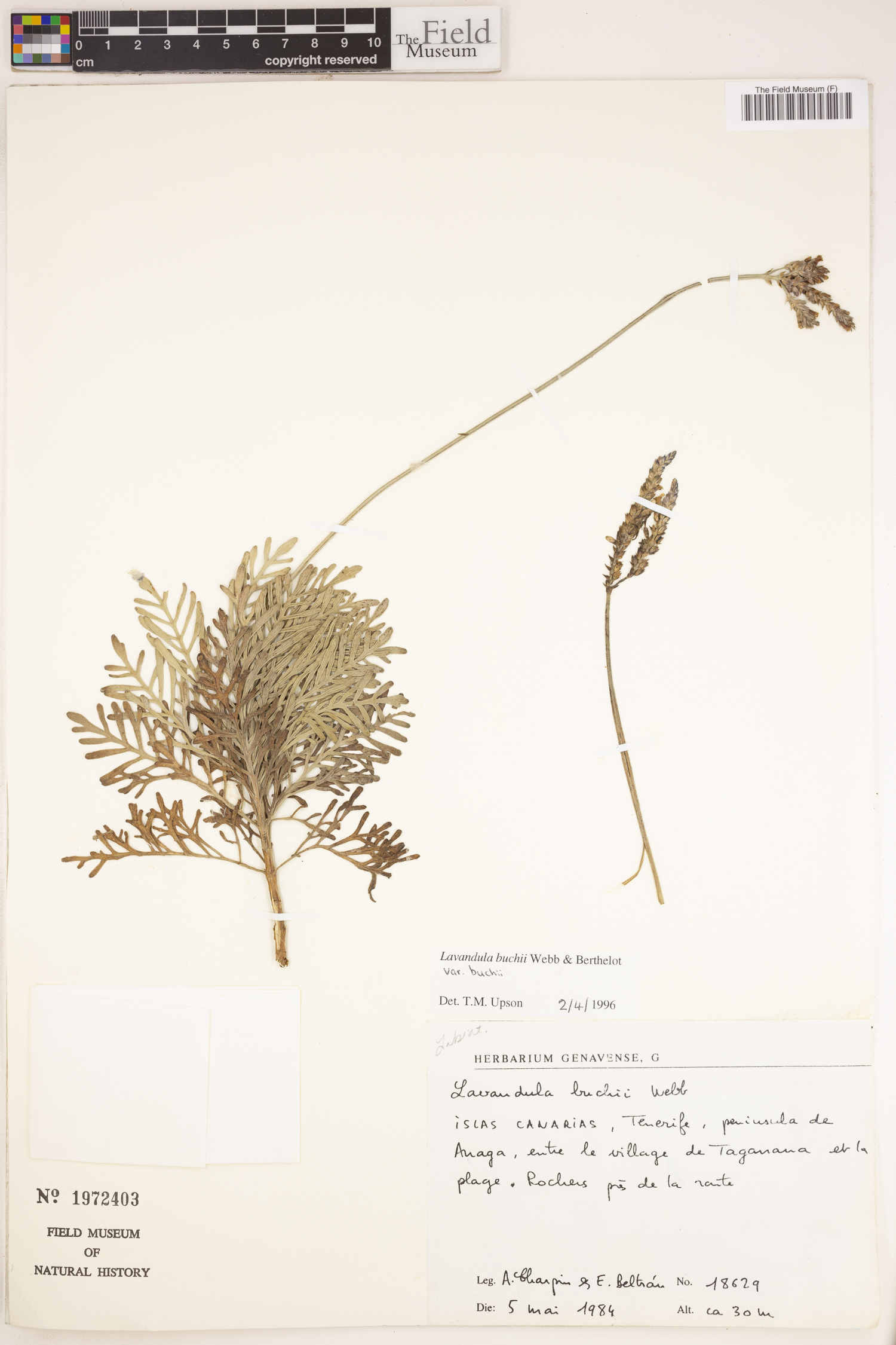 Lavandula buchii var. buchii image