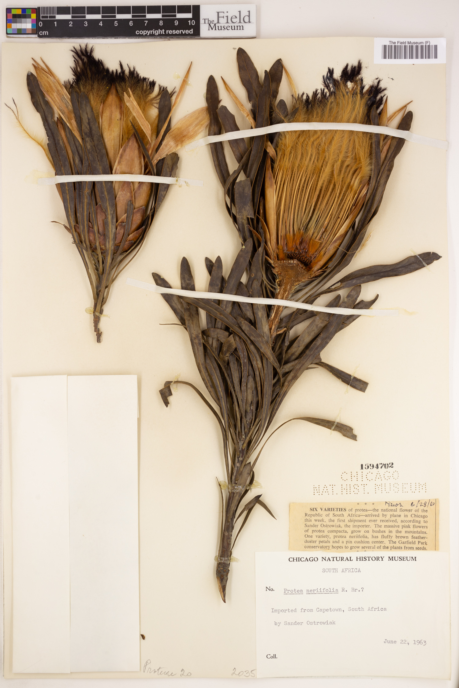 Protea neriifolia image