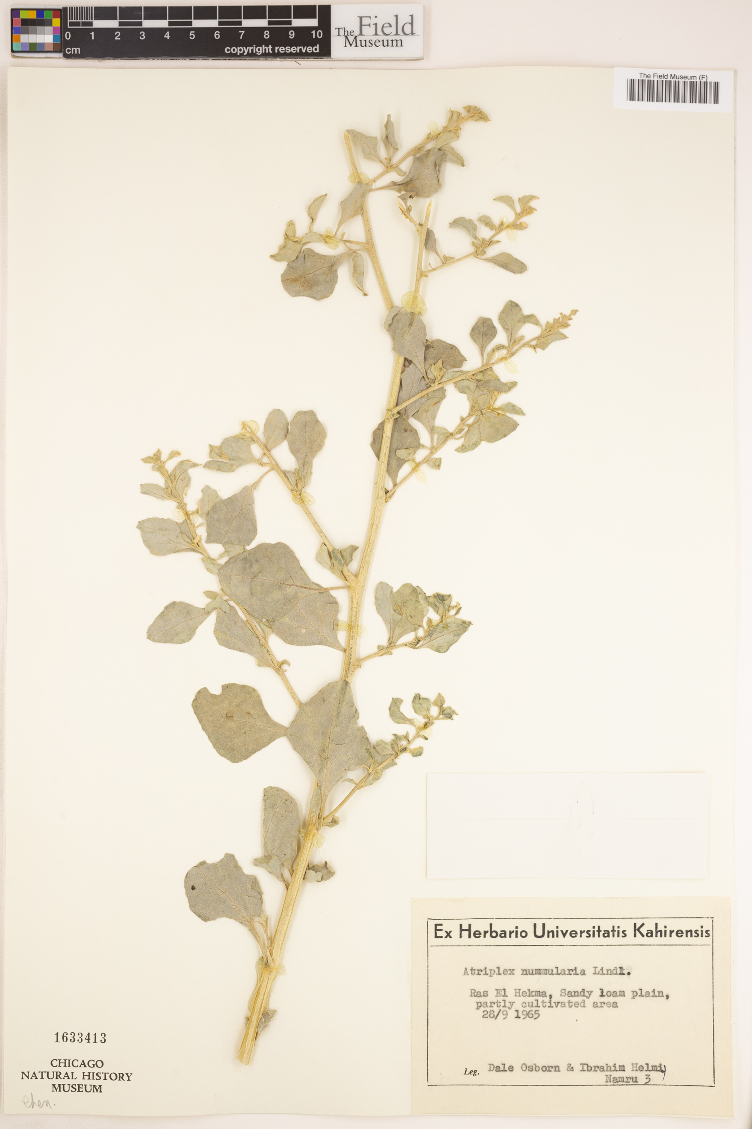 Atriplex nummularia image